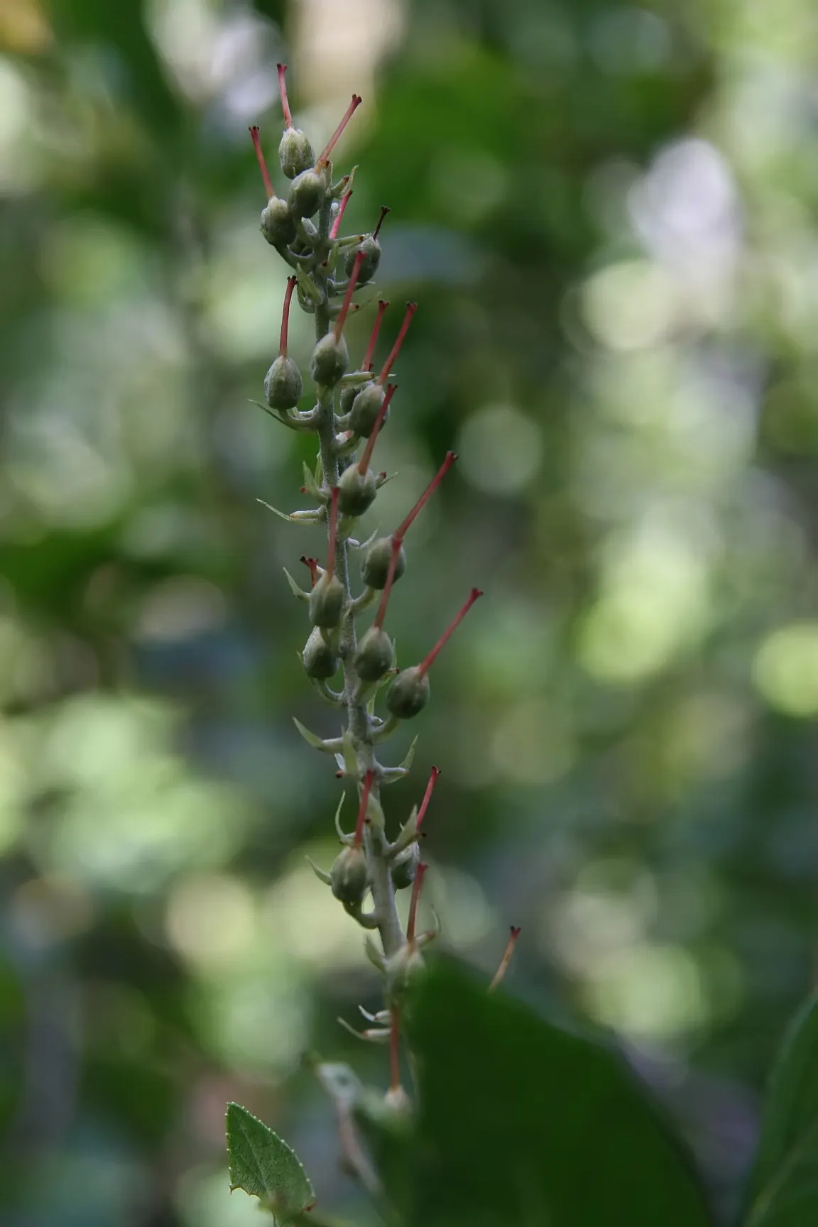 Summersweet (Clethra Alnifolia) — supporting local wildlife; plant in full sun to part shade in moist, acidic soil, image 78