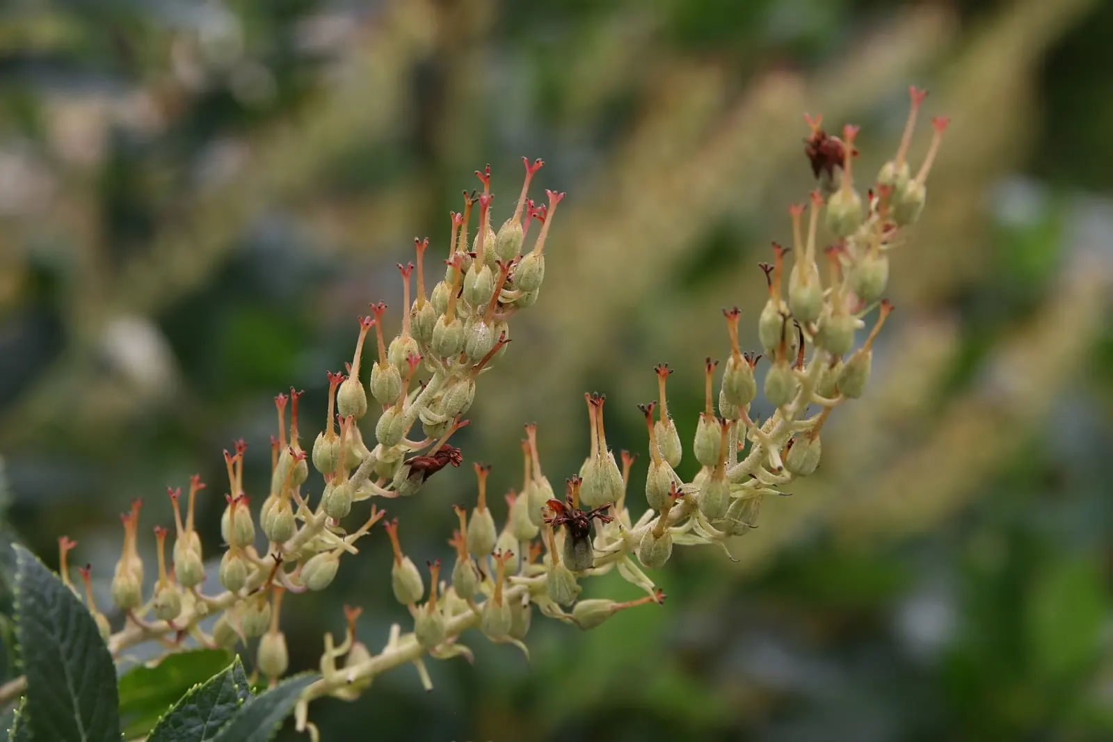 Summersweet (Clethra Alnifolia) — shrub for full or half or shade