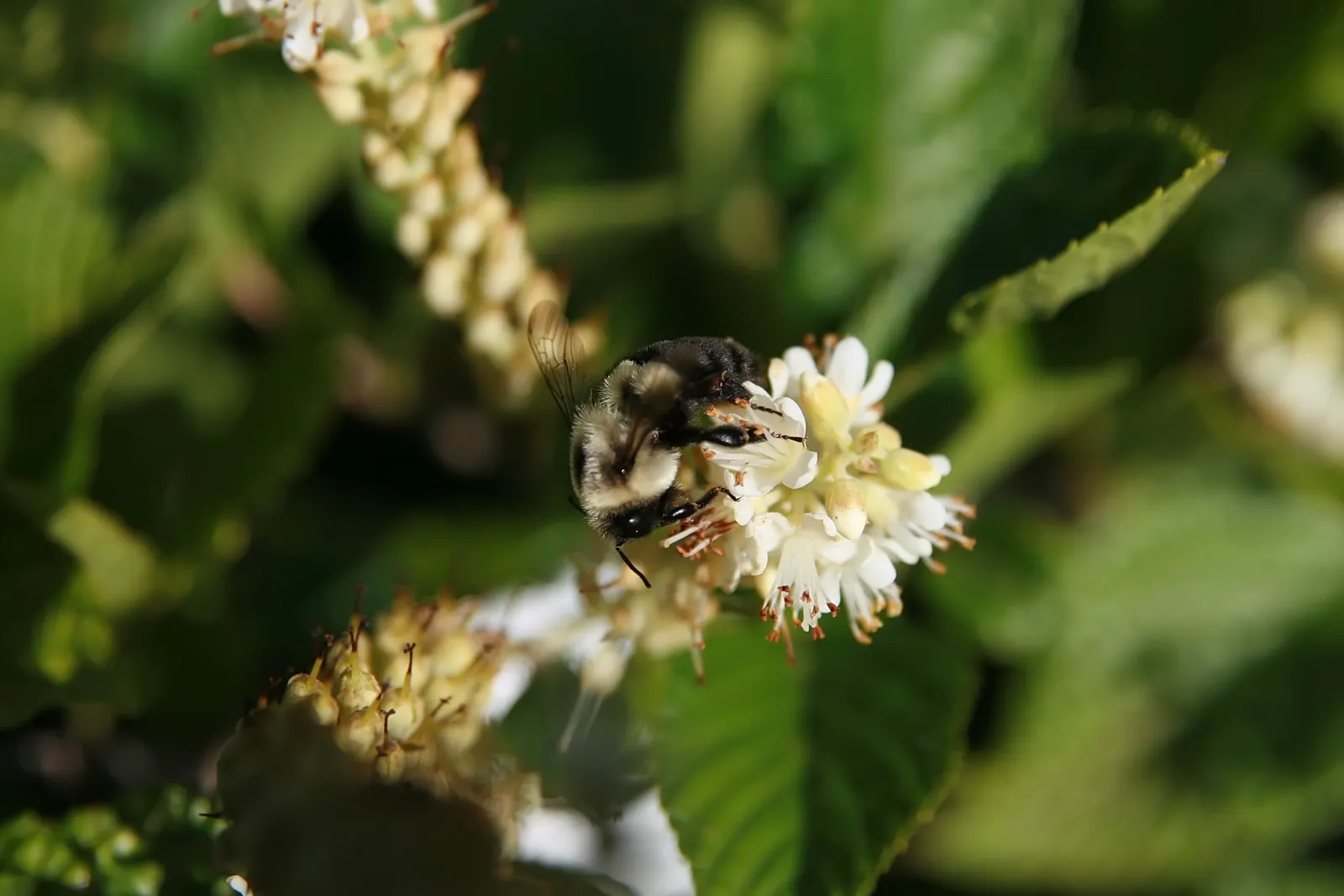 Summersweet (Clethra Alnifolia) — dark green leaves that transition to a striking yellow or golden-brown in the fall; and it is largely resistant, image 73