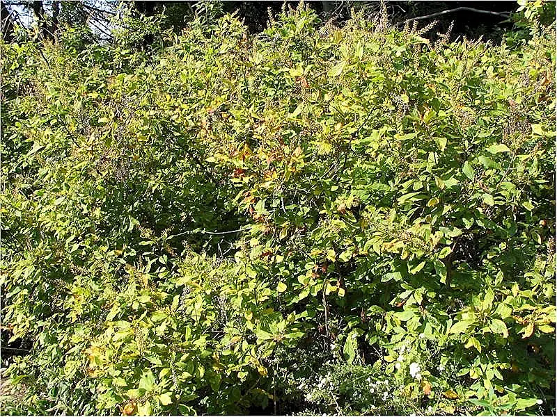 Summersweet (Clethra Alnifolia) — To share with your client, image 77