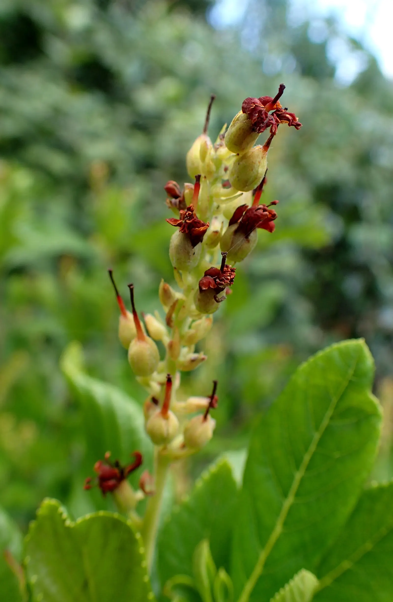 Summersweet (Clethra Alnifolia) — This broadleaf shrub is relatively low maintenance