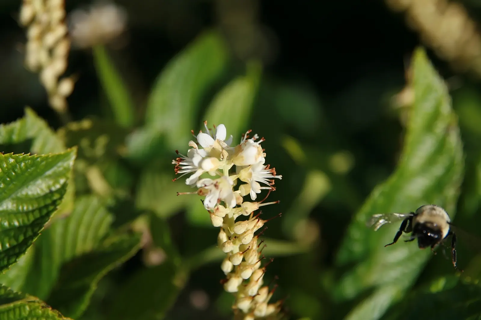 Summersweet (Clethra Alnifolia) — well-drained soils but capable of withstanding periodic waterlogging; is a versatile deciduous shrub native to, image 67