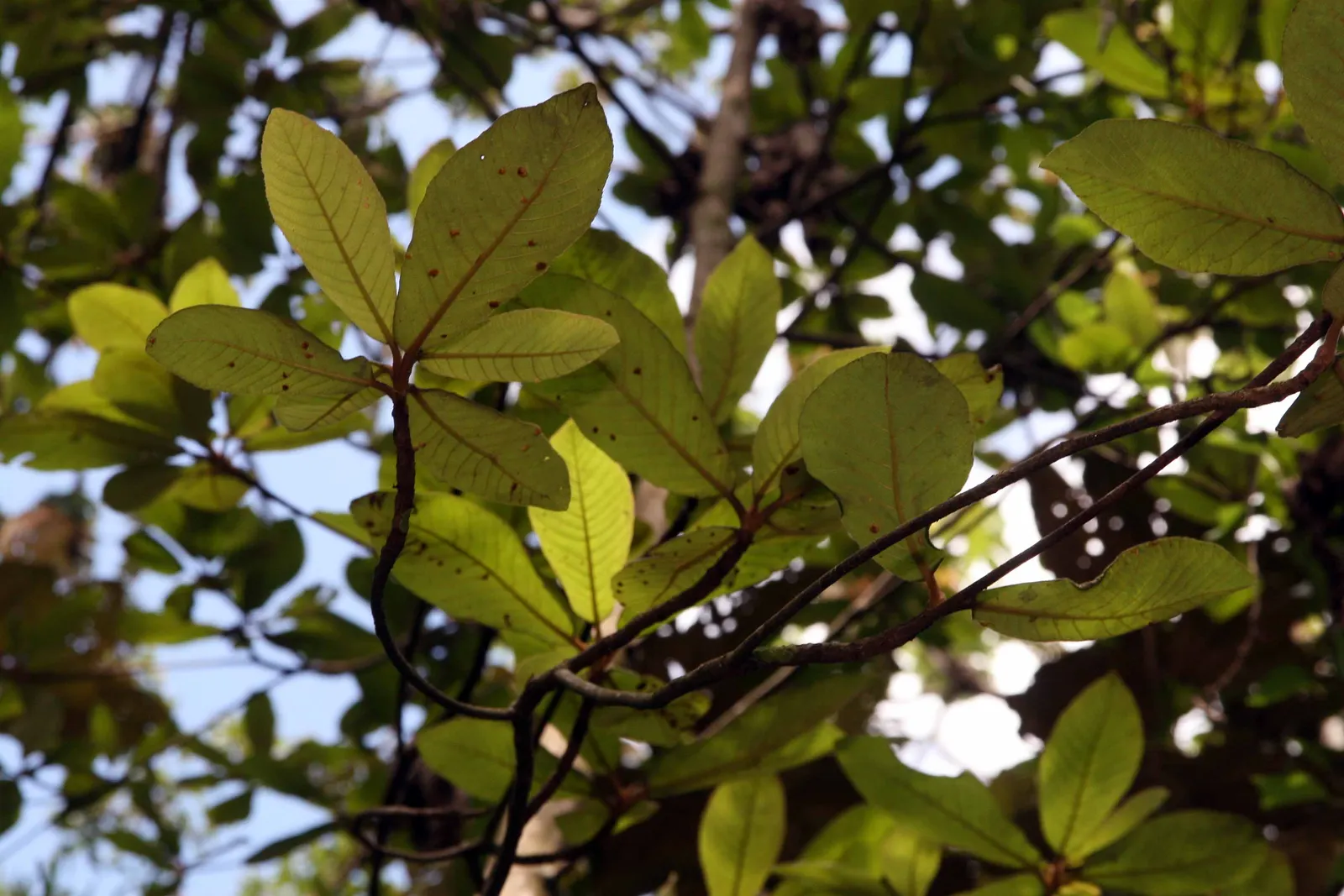 Summersweet (Clethra Alnifolia) — it adds multi-season interest with its fall foliage and exfoliating bark