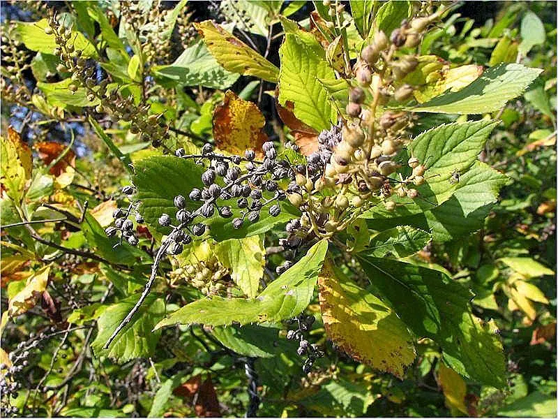 Summersweet (Clethra Alnifolia) — shrub for full or half or shade; supporting local wildlife, image 81
