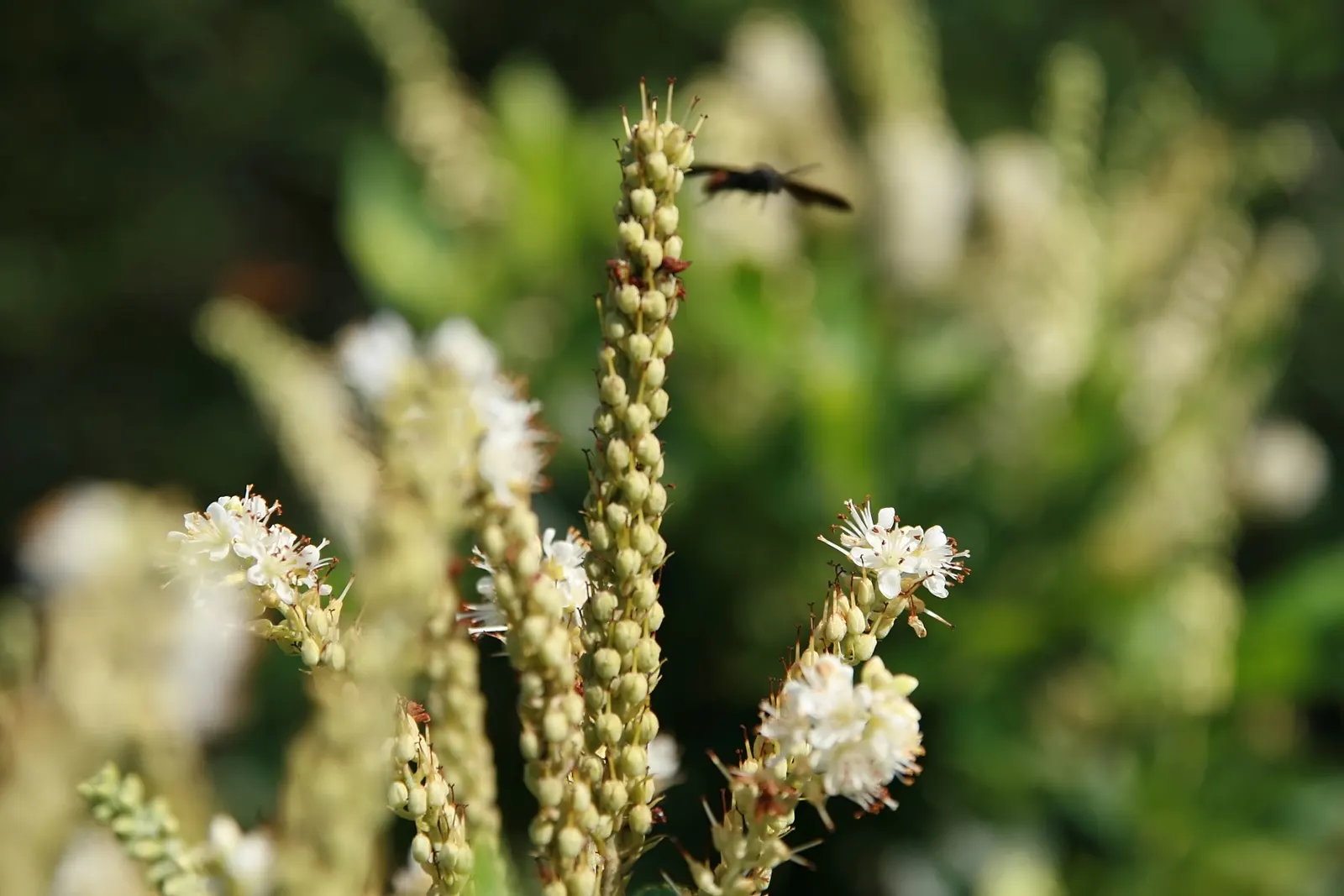 Summersweet (Clethra Alnifolia) — Excellent for rain gardens or naturalized areas; white flowers in the garden, image 85