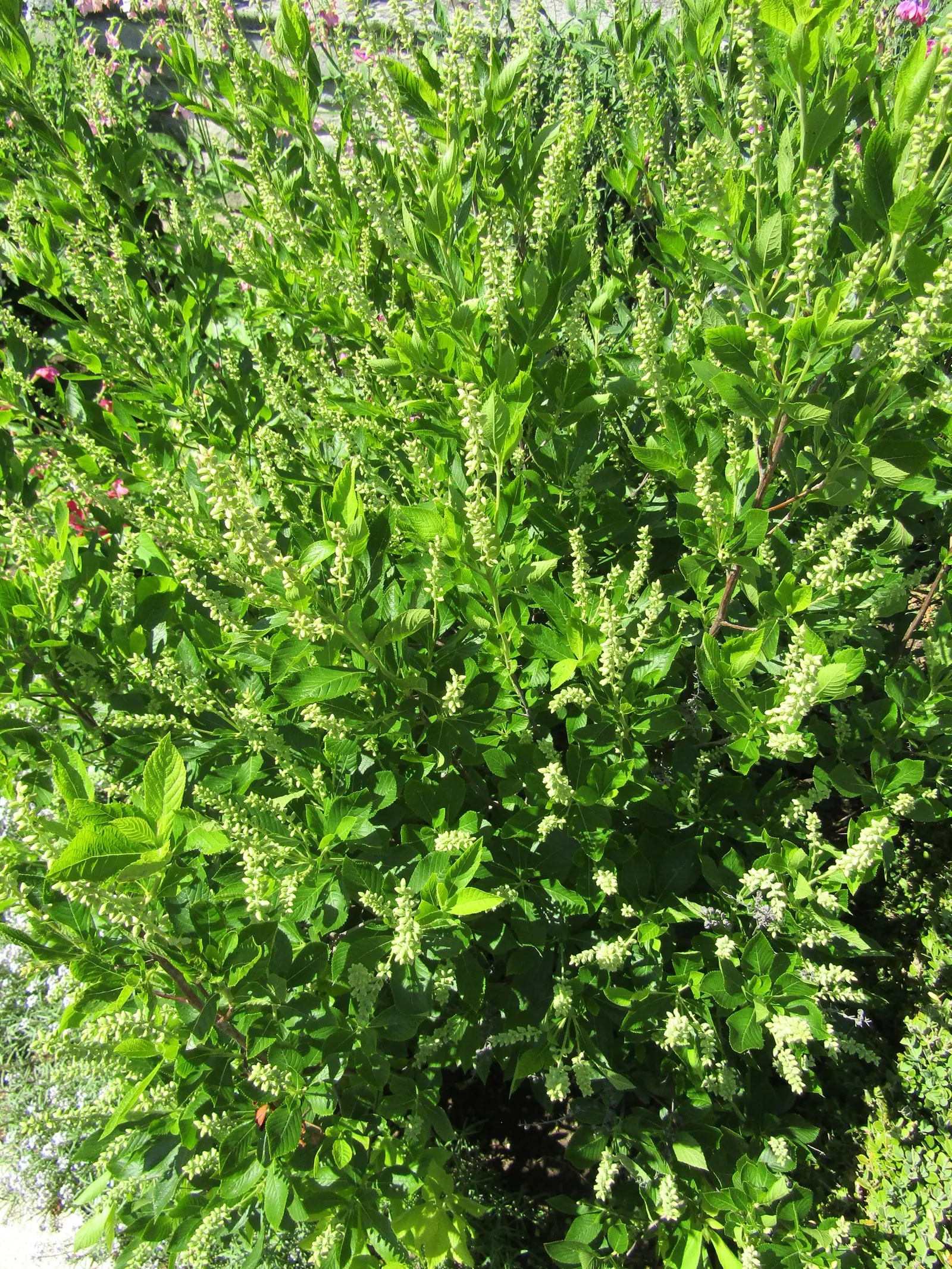 Summersweet (Clethra Alnifolia) — is a versatile deciduous shrub native to North America