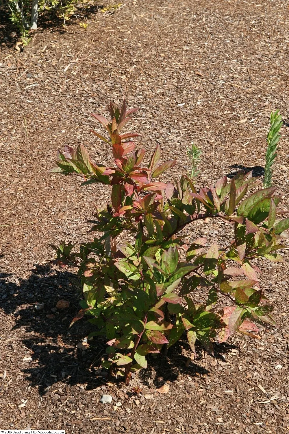 Summersweet (Clethra Alnifolia) — Summersweet unveils its visual and olfactory charm; that offers multi-seasonal interest to any landscape design, image 71