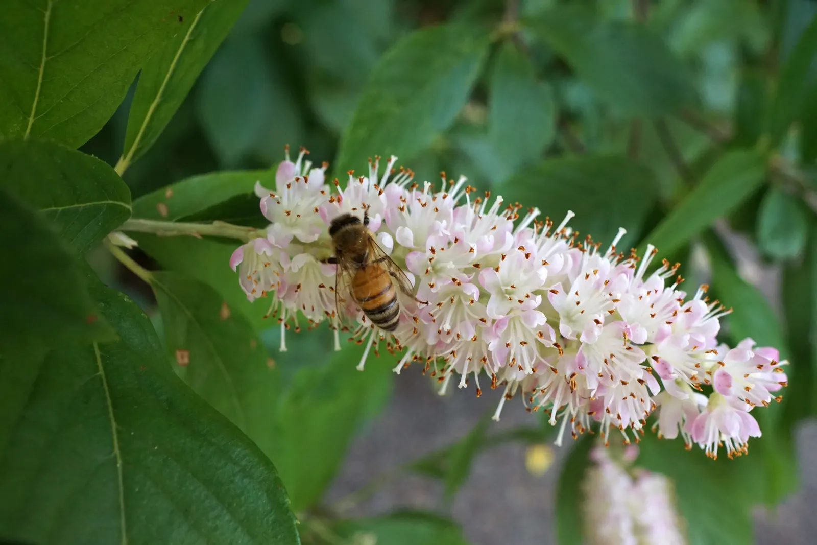 Summersweet (Clethra Alnifolia) — Its upright and slightly rounded form lends a structured yet naturalistic aesthetic; requiring minimal pruning, image 69