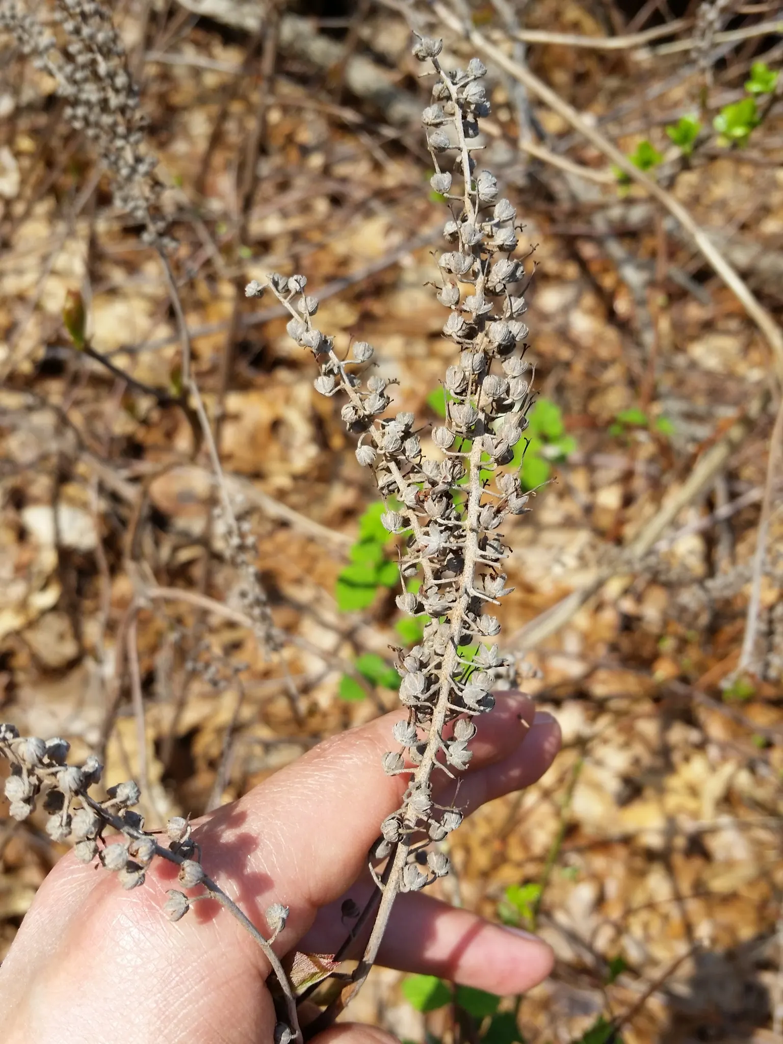 Summersweet (Clethra Alnifolia) — well-drained soils but capable of withstanding periodic waterlogging; is a versatile deciduous shrub native to North America