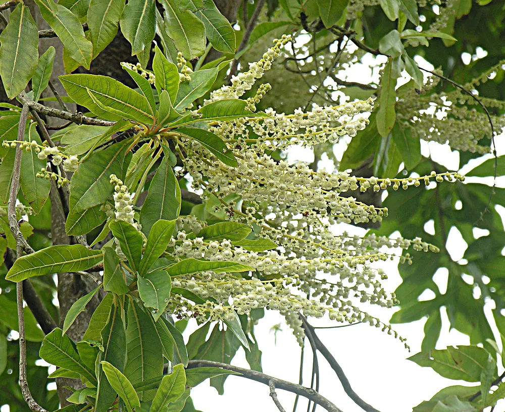 Summersweet (Clethra Alnifolia) — when many other plants have completed their bloom cycle; thrives in USDA zones 4-9 with a mature height of 3-8 feet and a