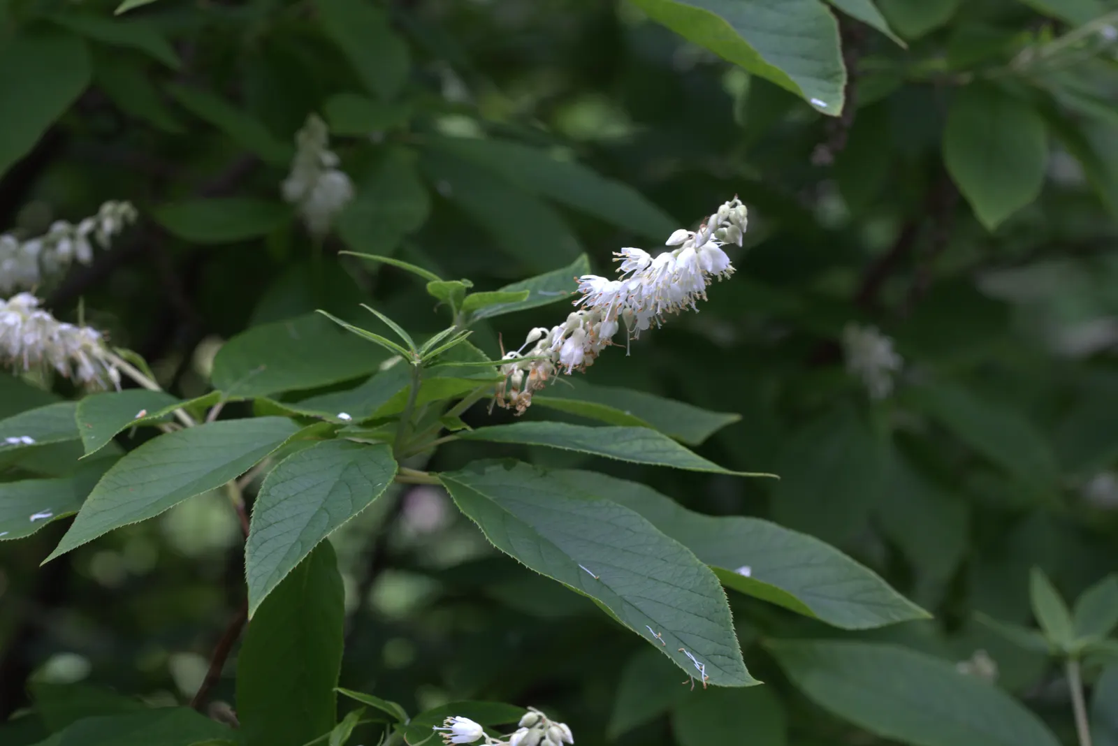 Summersweet (Clethra Alnifolia) — white flowers in the garden; it thrives in USDA hardiness zones 3 through 9