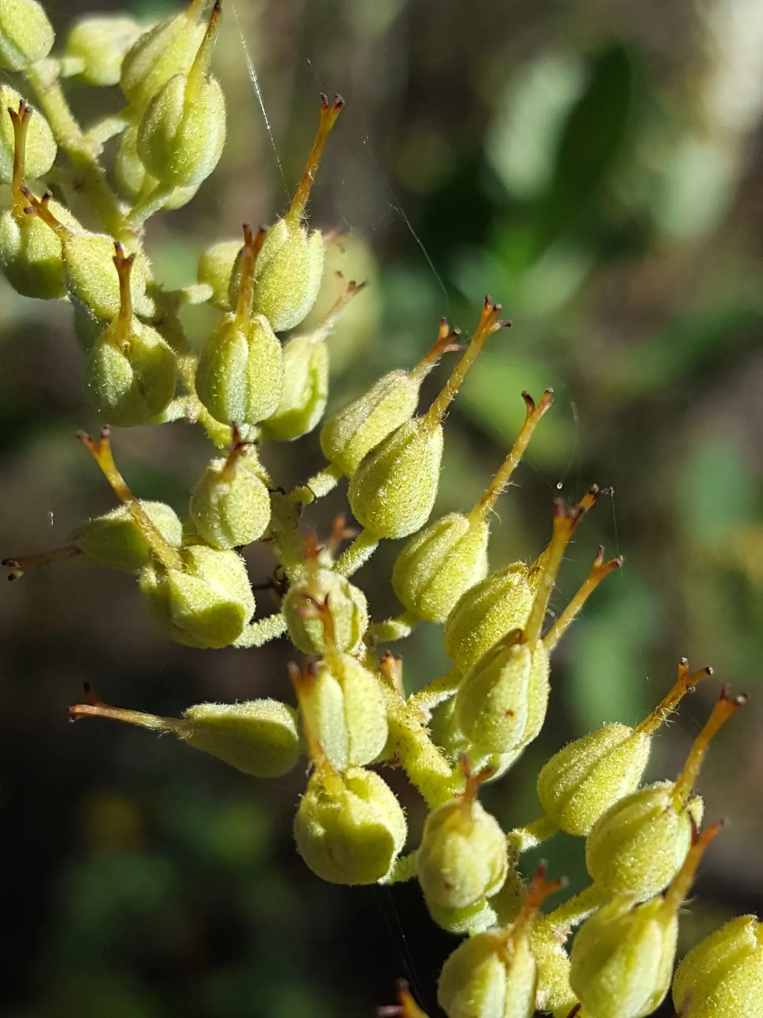 Summersweet (Clethra Alnifolia) — supporting local wildlife; plant in full sun to part shade in moist, acidic soil