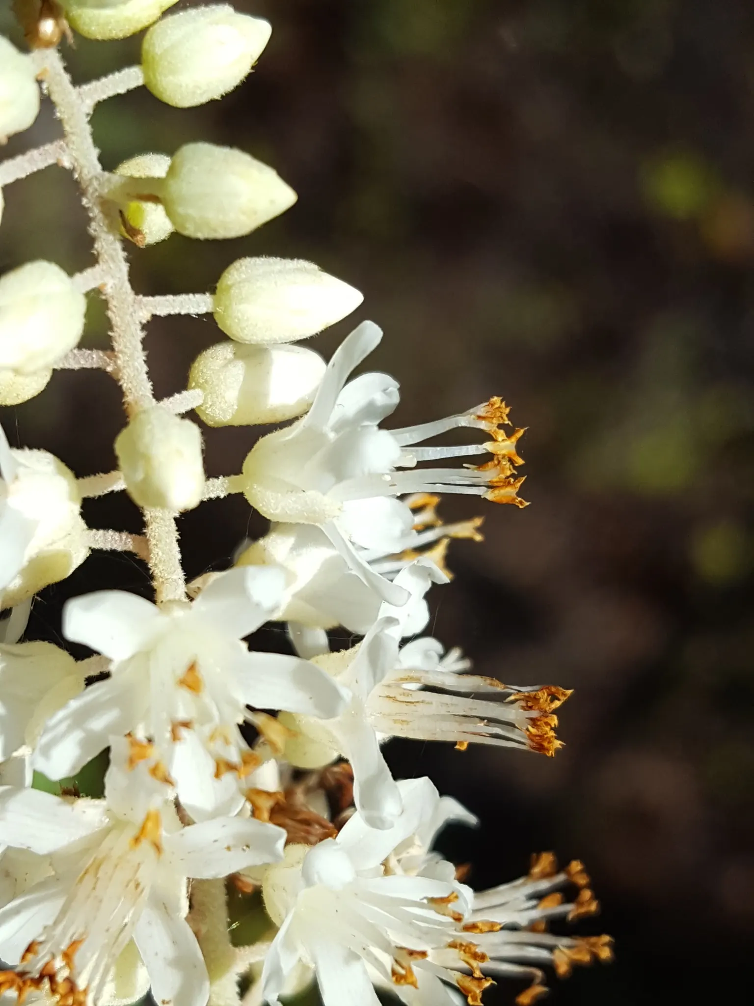 Summersweet (Clethra Alnifolia) — dark green leaves that transition to a striking yellow or golden-brown in the fall; and it is largely resistant to pests and