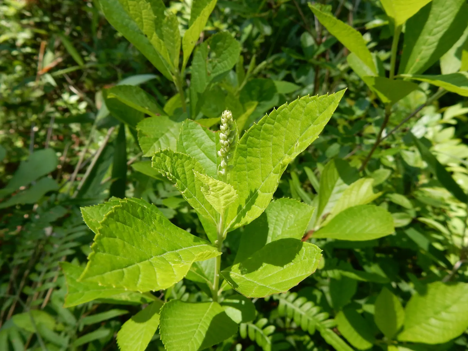 Summersweet (Clethra Alnifolia) — it adds multi-season interest with its fall foliage and exfoliating bark, image 59