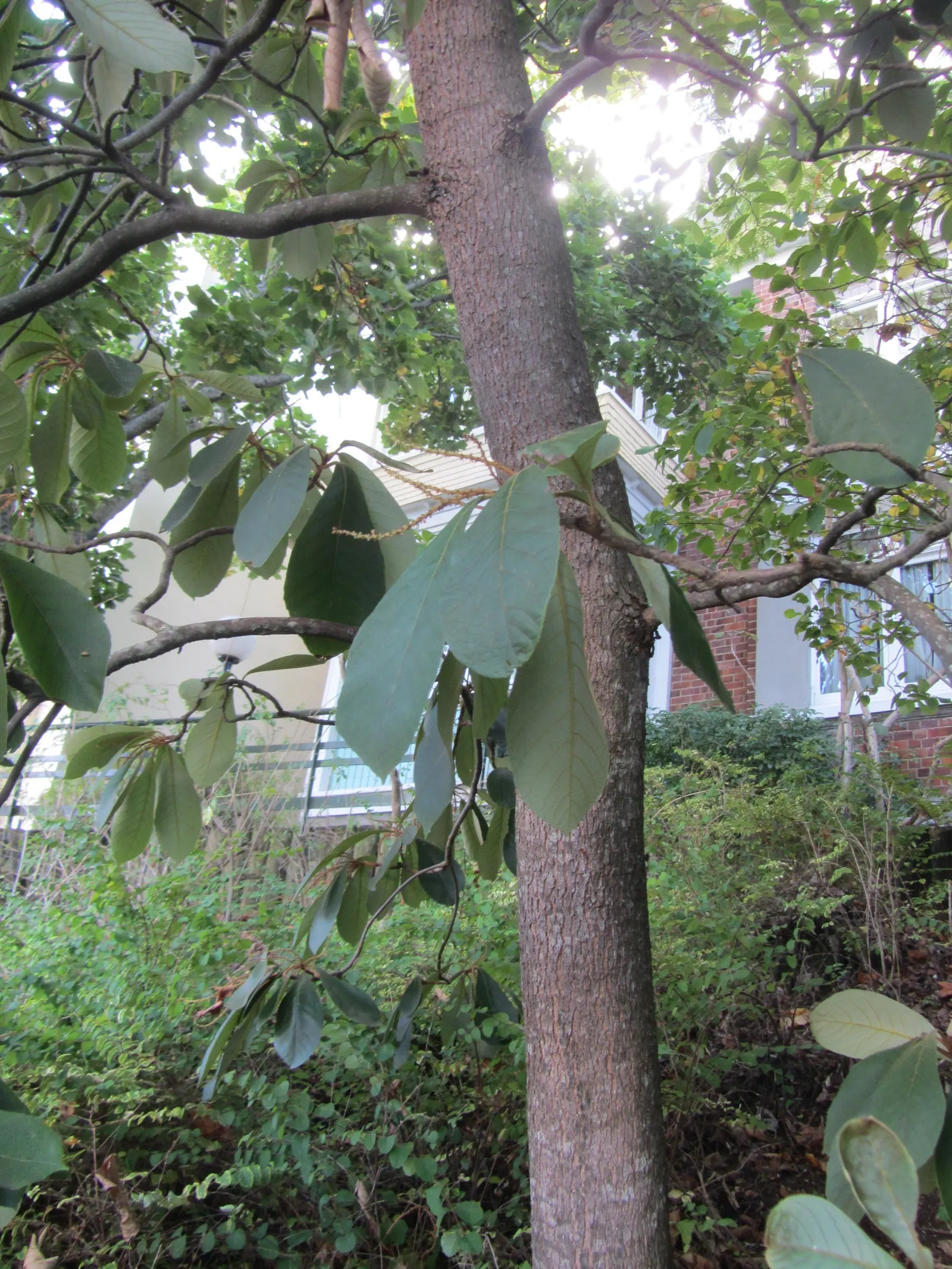 Summersweet (Clethra Alnifolia) — shrub for full or half or shade; supporting local wildlife
