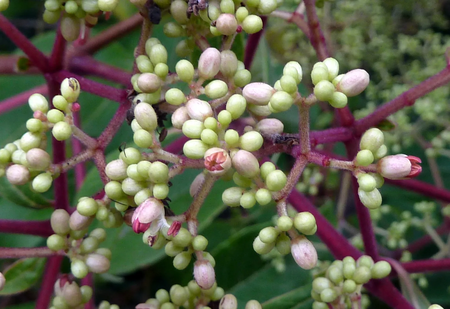 Summersweet (Clethra Alnifolia) — is a versatile deciduous shrub native to North America; dark green leaves that transition to a striking yellow or, image 61