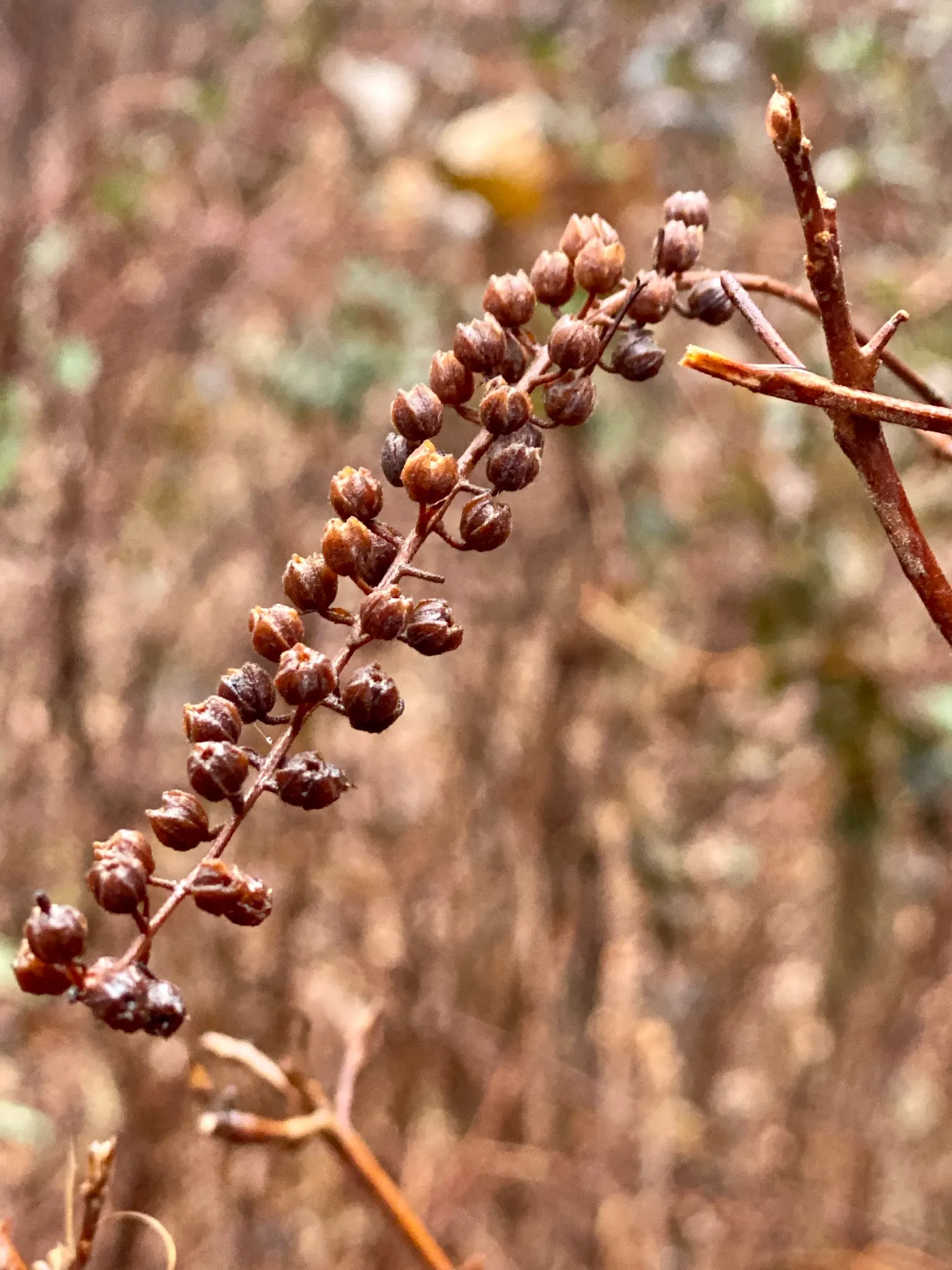 Summersweet (Clethra Alnifolia) — Summersweet is particularly forgiving of various soil conditions; shrub for full or half or shade