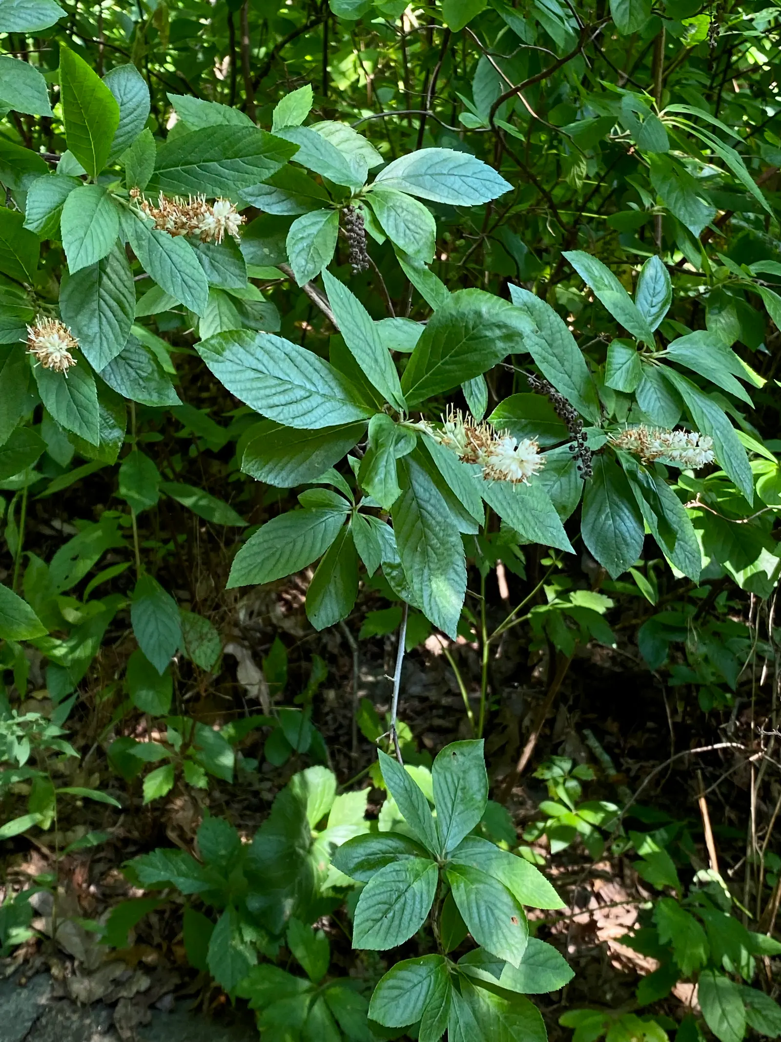Summersweet (Clethra Alnifolia) — upright spikes of fragrant white or pink flowers emerge; its upright and slightly rounded form lends a structured yet
