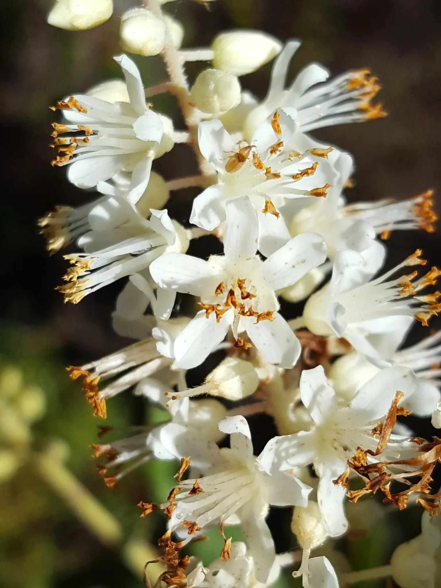 Summersweet (Clethra Alnifolia) — requiring minimal pruning; recognized for its adaptability