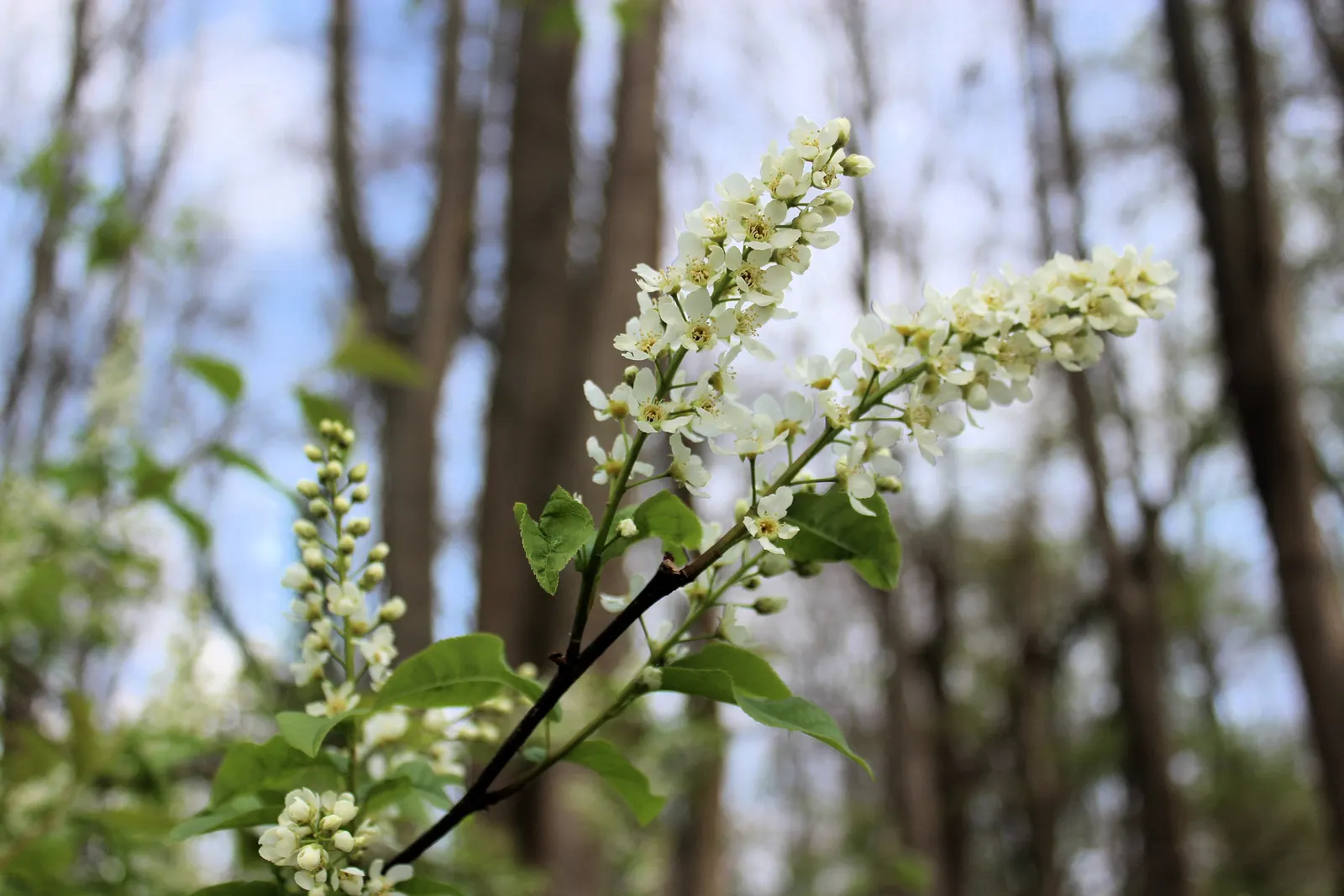 Summersweet (Clethra Alnifolia) — This broadleaf shrub is relatively low maintenance; this deciduous shrub features fragrant, white-to-pink blooms in late