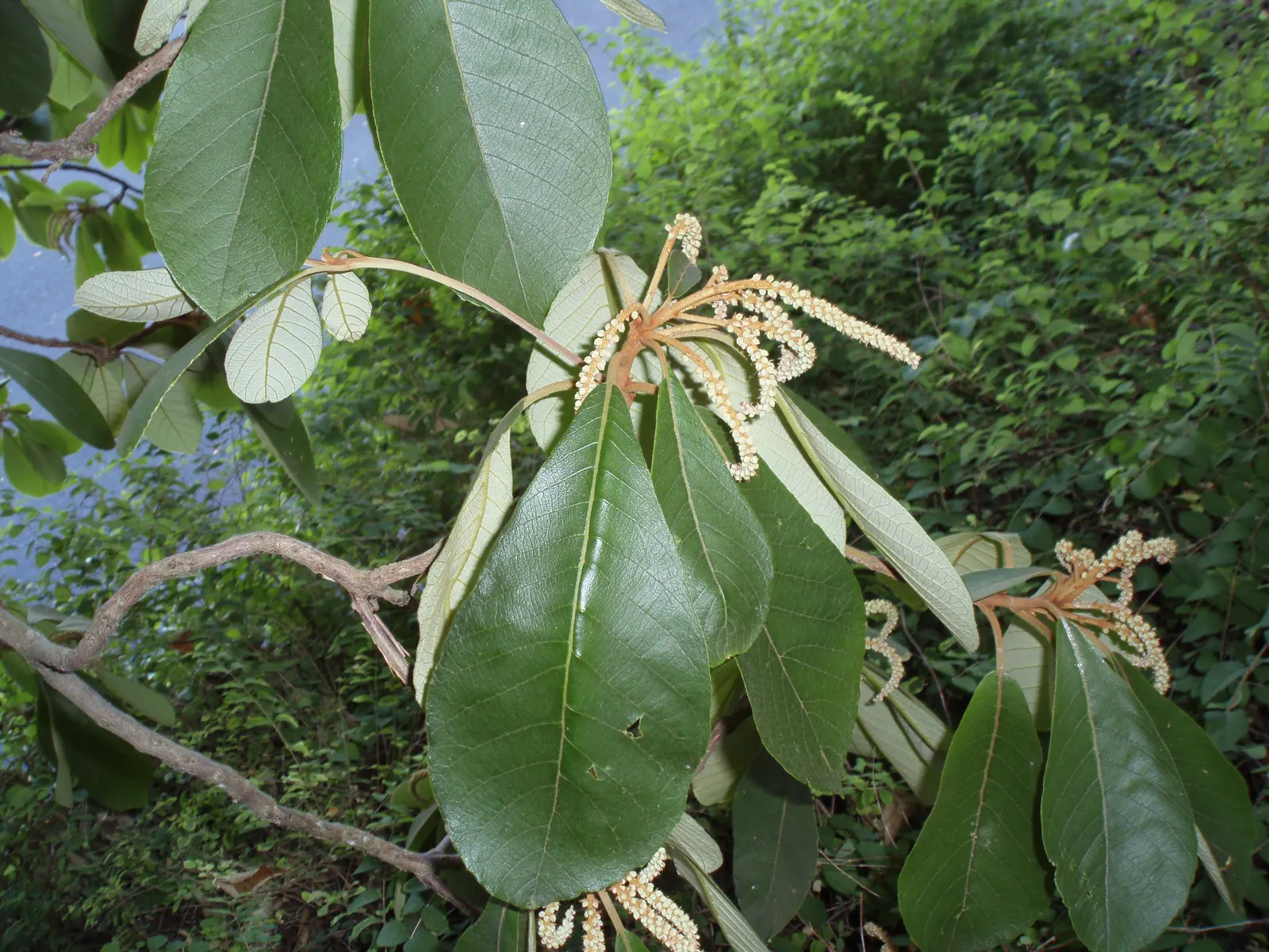 Summersweet (Clethra Alnifolia) — This deciduous shrub features fragrant, white-to-pink blooms in late summer, serving as a pollinator magnet, image 56