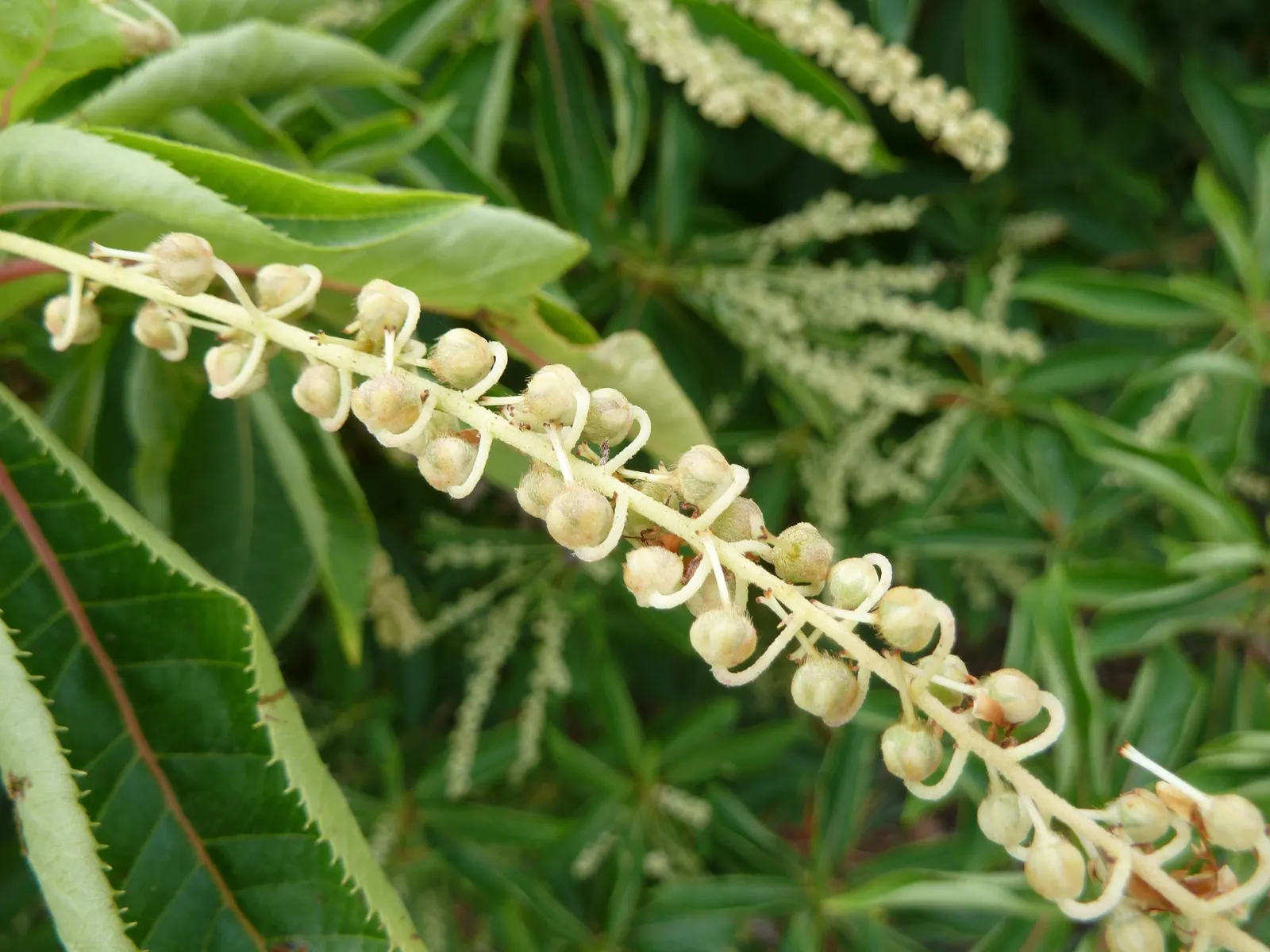 Summersweet (Clethra Alnifolia) — Plant in full sun to part shade in moist, acidic soil; upright spikes of fragrant white or pink flowers emerge, image 57
