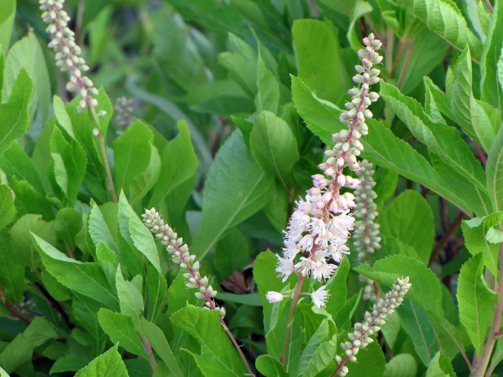 Summersweet (Clethra Alnifolia) — Summersweet unveils its visual and olfactory charm; that offers multi-seasonal interest to any landscape design