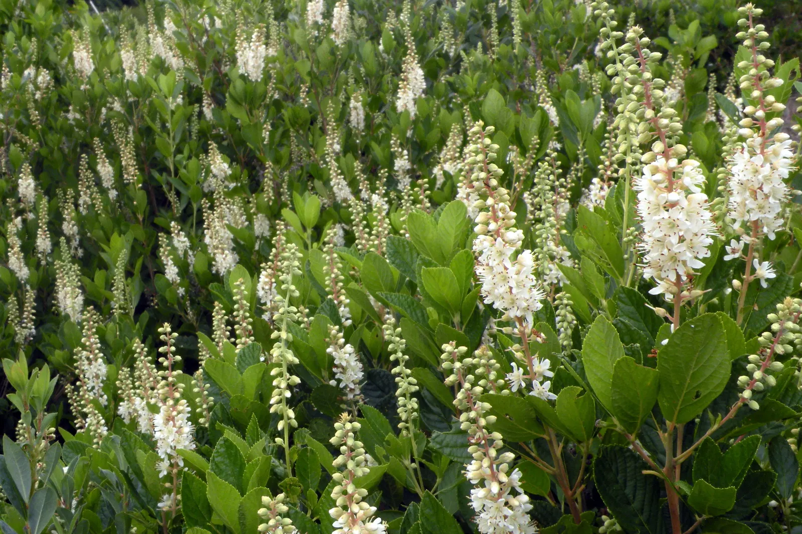 Summersweet (Clethra Alnifolia) — scientifically known as Clethra alnifolia; summersweet is particularly forgiving of various soil conditions, image 60