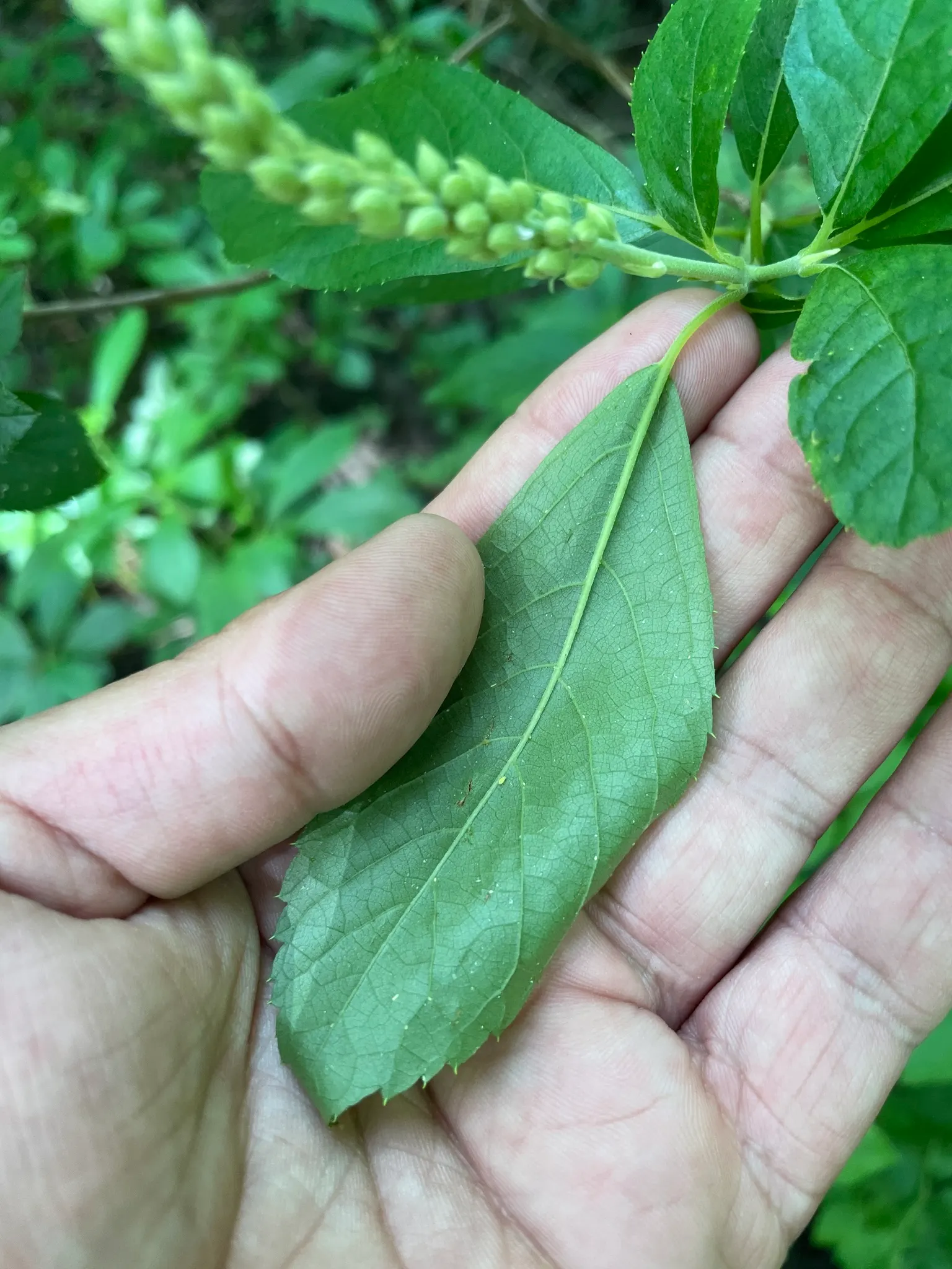 Summersweet (Clethra Alnifolia) — with a similar spread of 4 to 6 feet, image 41