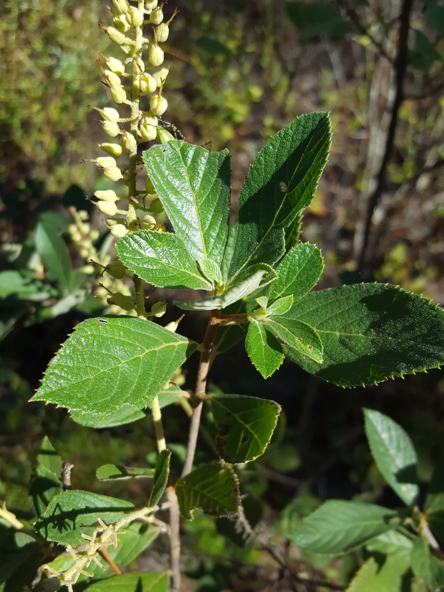 Summersweet (Clethra Alnifolia) — and it is largely resistant to pests and diseases; when many other plants have completed their bloom cycle