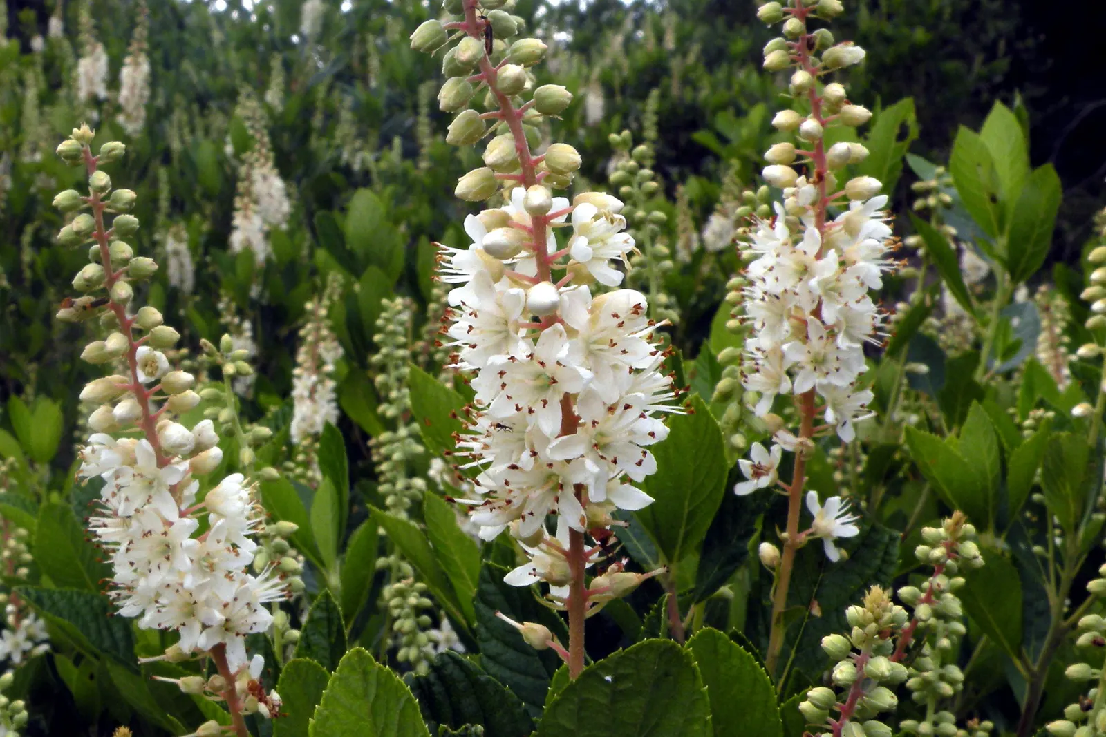 Summersweet (Clethra Alnifolia) — Excellent for rain gardens or naturalized areas; white flowers in the garden, image 58
