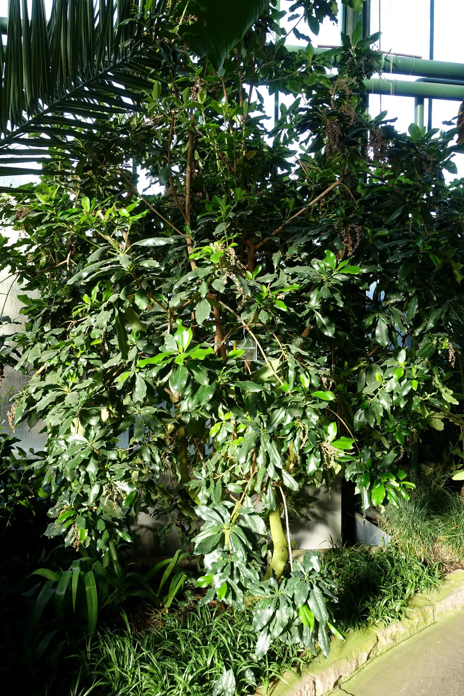 Summersweet (Clethra Alnifolia) — is a versatile deciduous shrub native to North America; dark green leaves that transition to a striking yellow or