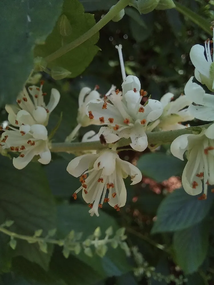 Summersweet (Clethra Alnifolia) — Excellent for rain gardens or naturalized areas; white flowers in the garden