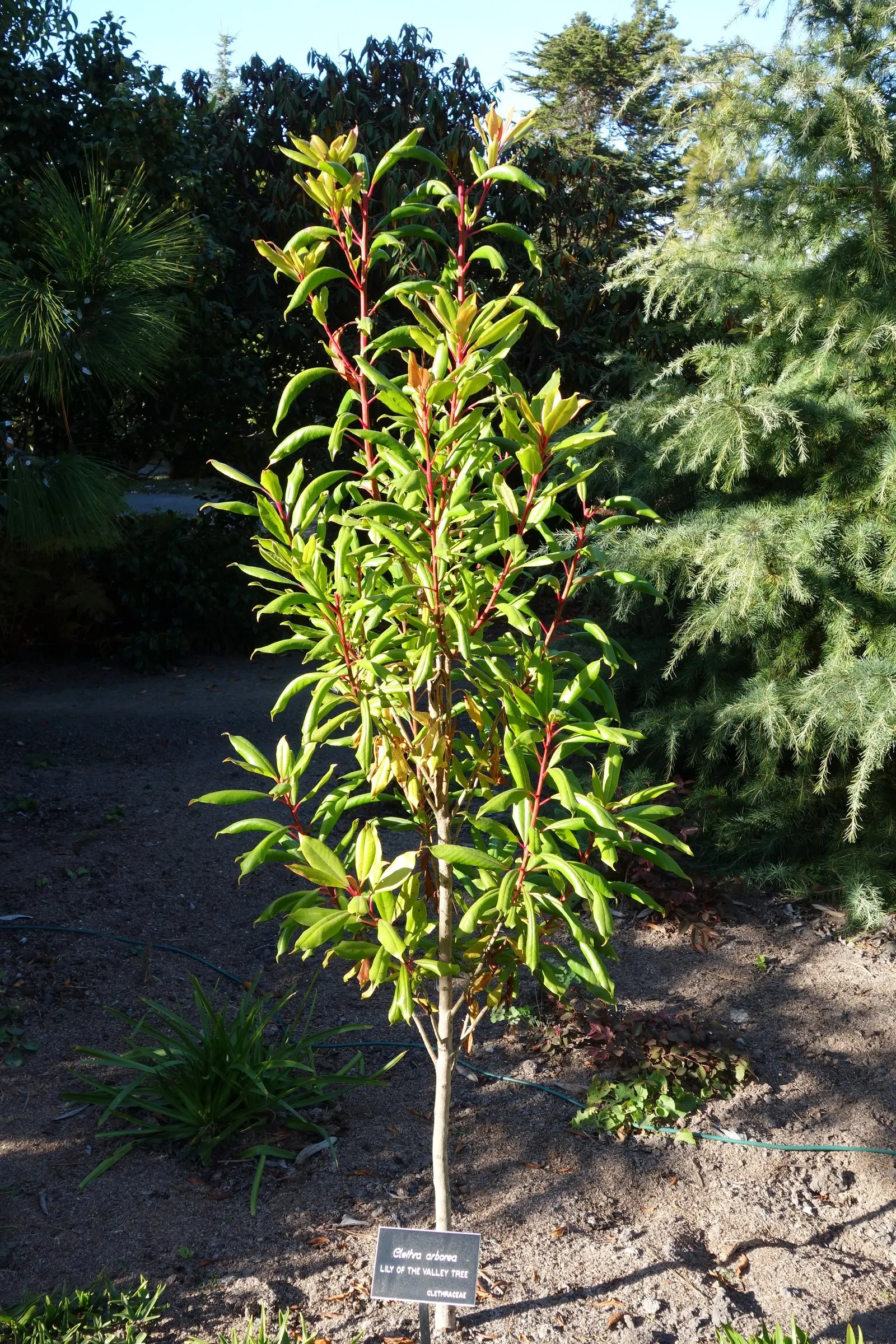 Summersweet (Clethra Alnifolia) — that offers multi-seasonal interest to any landscape design; shrub with white blooms