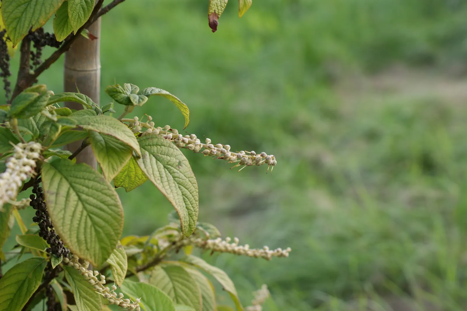 Summersweet (Clethra Alnifolia) — scientifically known as Clethra alnifolia; summersweet is particularly forgiving of various soil conditions