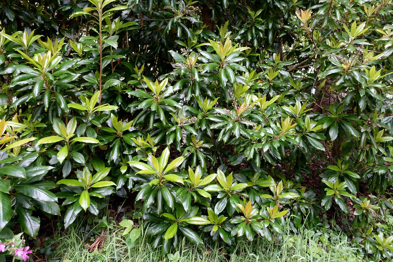 Summersweet (Clethra Alnifolia) — it thrives in USDA hardiness zones 3 through 9; well-drained soils but capable of withstanding periodic waterlogging