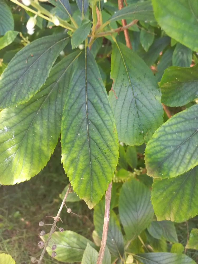 Summersweet (Clethra Alnifolia) — Plant in full sun to part shade in moist, acidic soil; upright spikes of fragrant white or pink flowers emerge