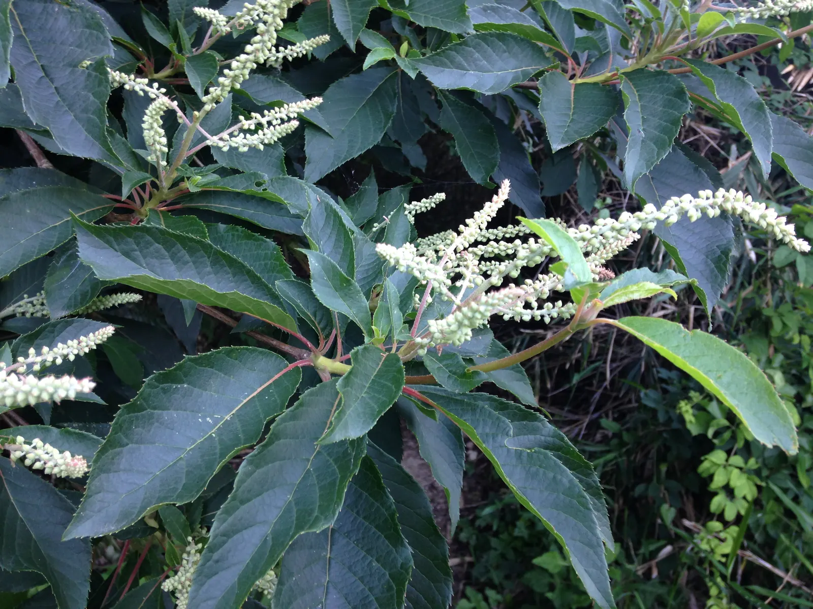 Summersweet (Clethra Alnifolia) — it adds multi-season interest with its fall foliage and exfoliating bark, image 32