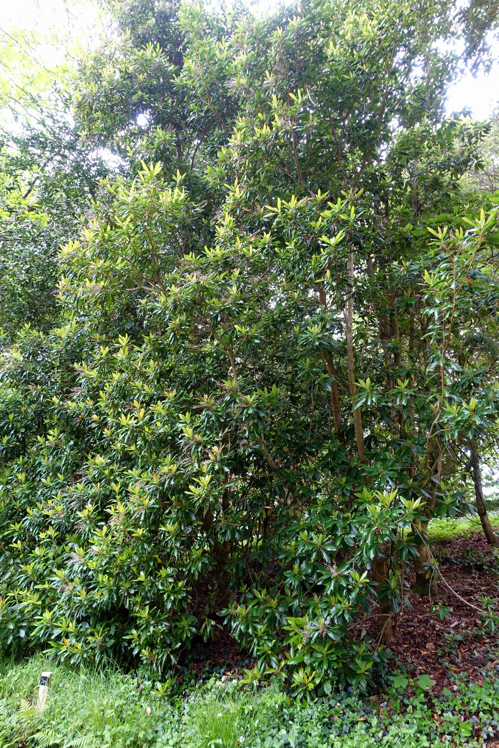 Summersweet (Clethra Alnifolia) — Recognized for its adaptability; scientifically known as Clethra alnifolia