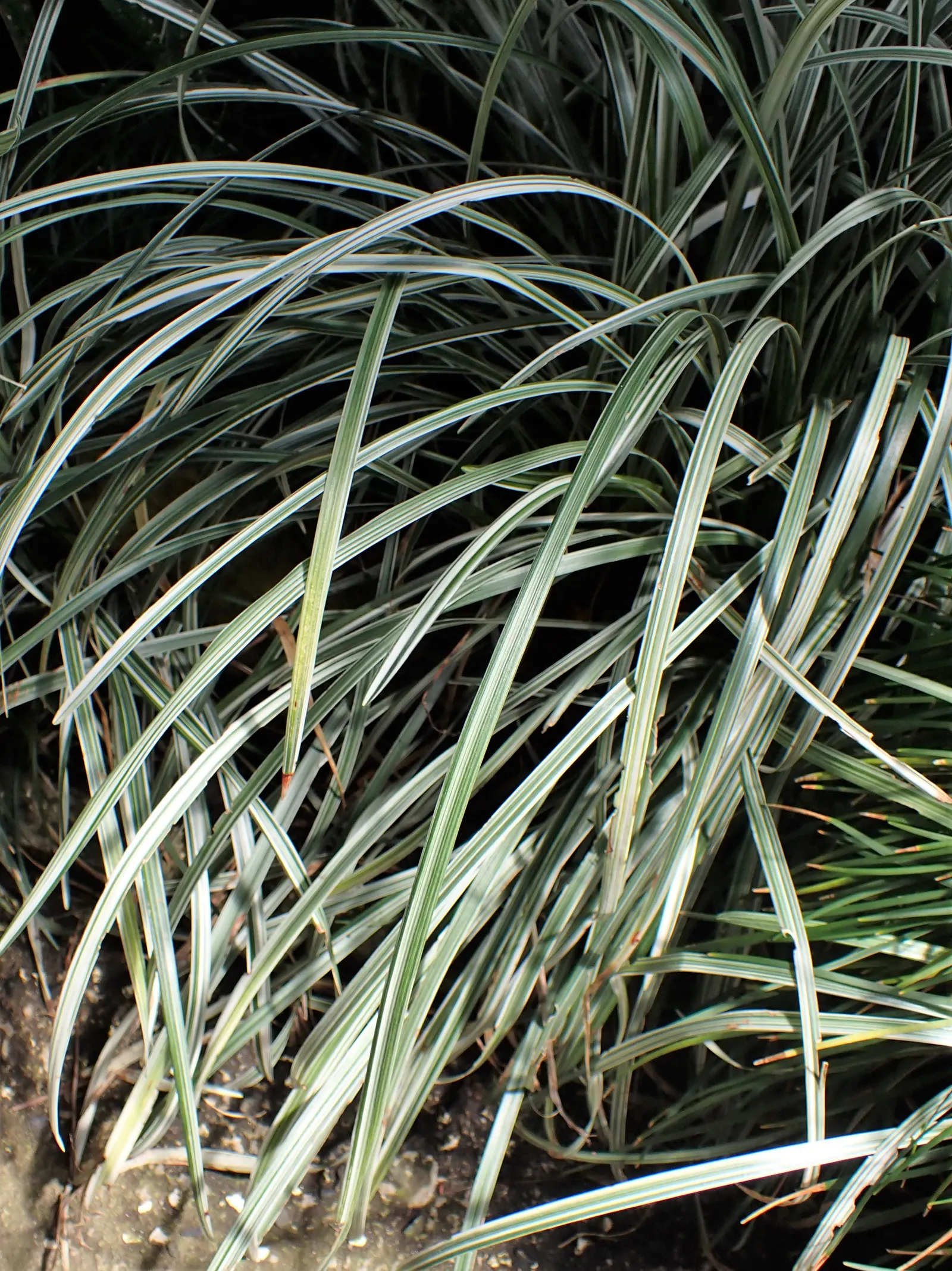 Silver Dragon Lilyturf (Liriope Spicata 'Silver Dragon') — It boasts low maintenance