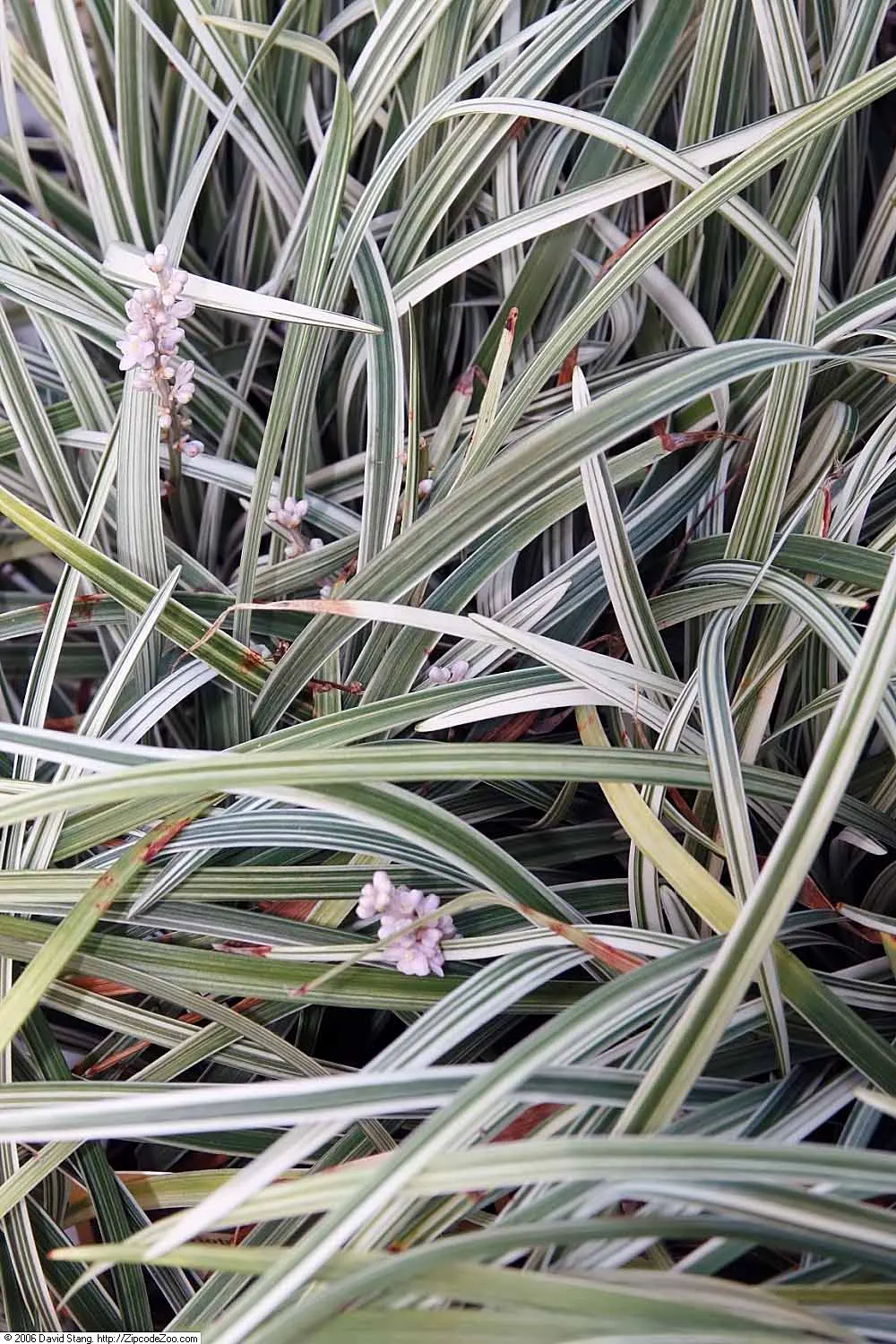 Silver Dragon Lilyturf (Liriope Spicata 'Silver Dragon') — This hardy perennial forms dense, arching clumps up to 1 foot in height and width, thriving in USDA