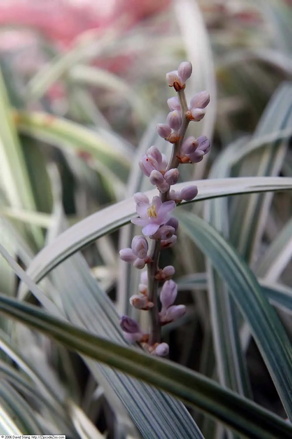 Silver Dragon Lilyturf (Liriope Spicata 'Silver Dragon') — silver-striped leaves that reach lengths of 10-12 inches