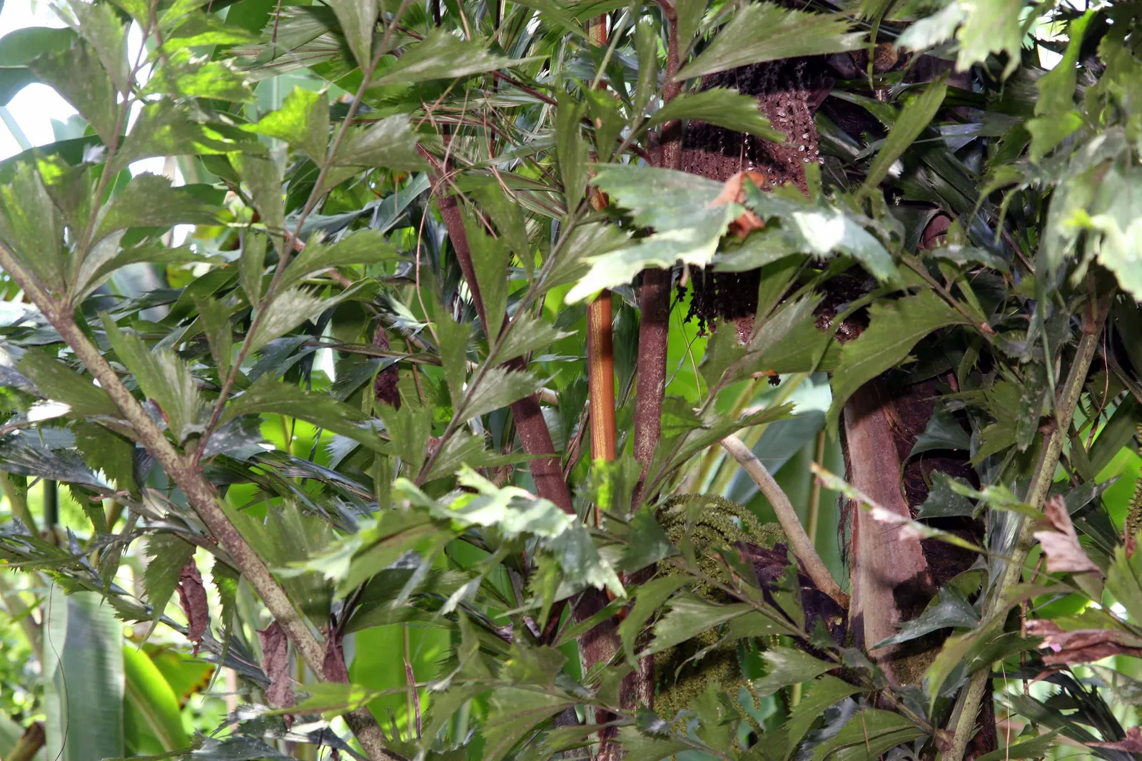 Clustering Fishtail Palm (Caryota Mitis) — The Clustering Fishtail Palm (Caryota mitis) is a tropical plant native to Southeast Asia; ideal for USDA zones