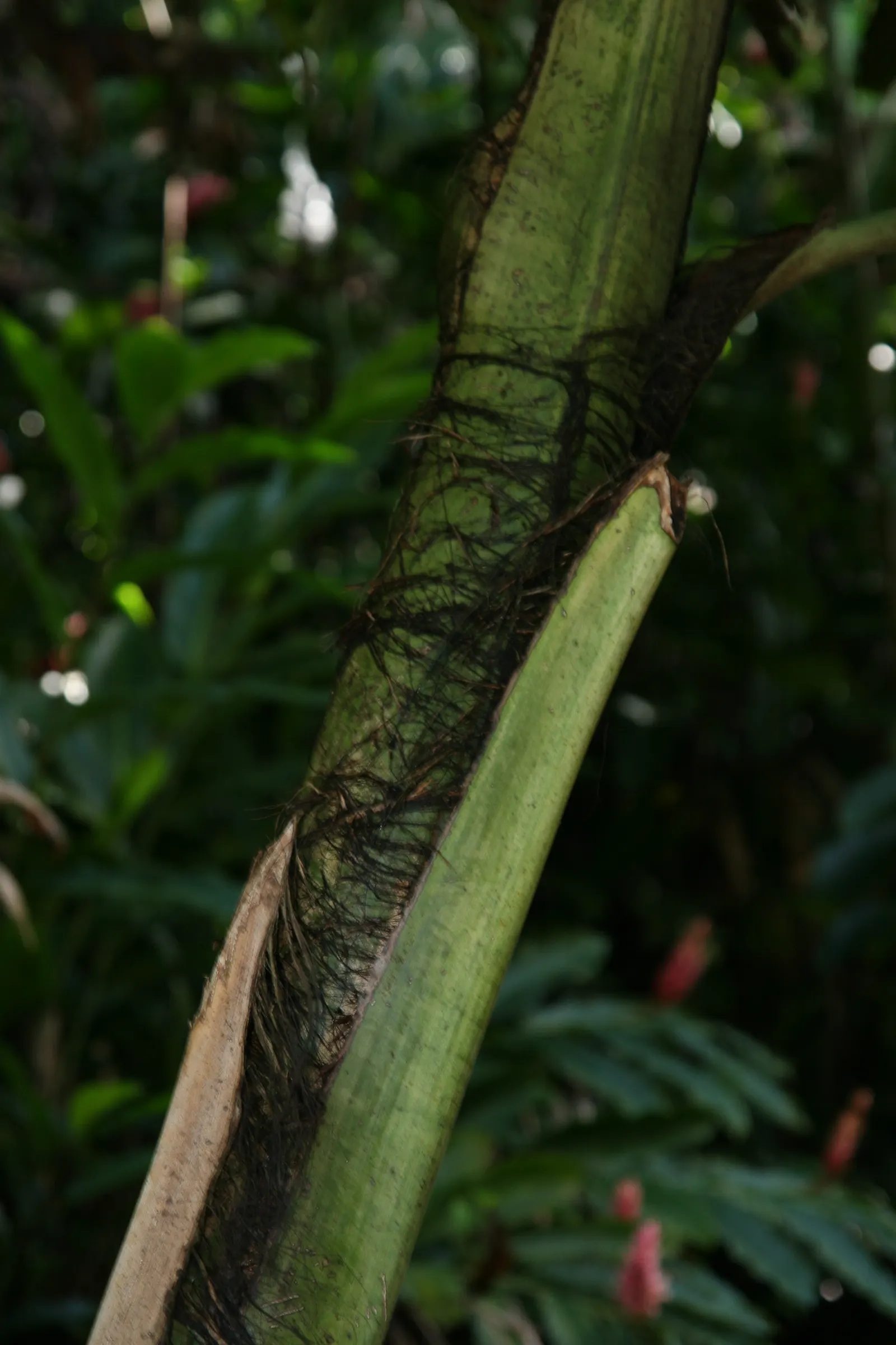 Clustering Fishtail Palm (Caryota Mitis) — bi-pinnate leaves that resemble the jagged tail of a fish; ideal for USDA zones 10-12, it prefers partial shade and
