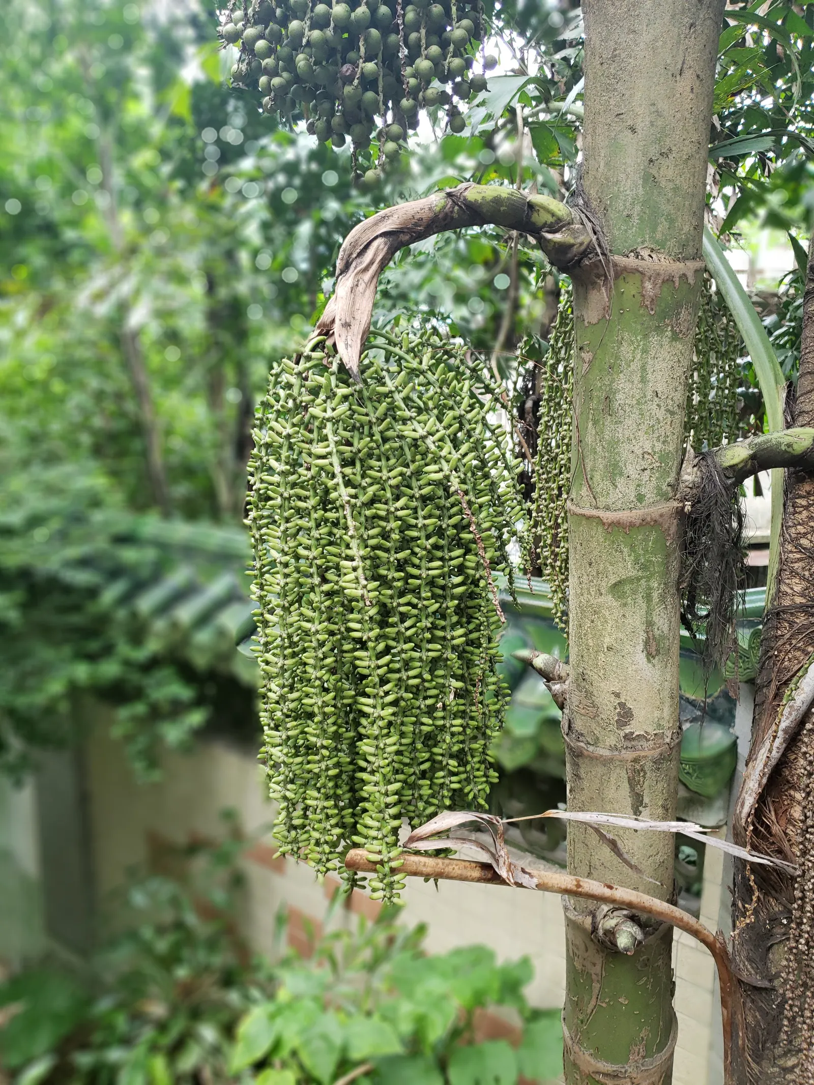 Clustering Fishtail Palm (Caryota Mitis) — but it flourishes in moist