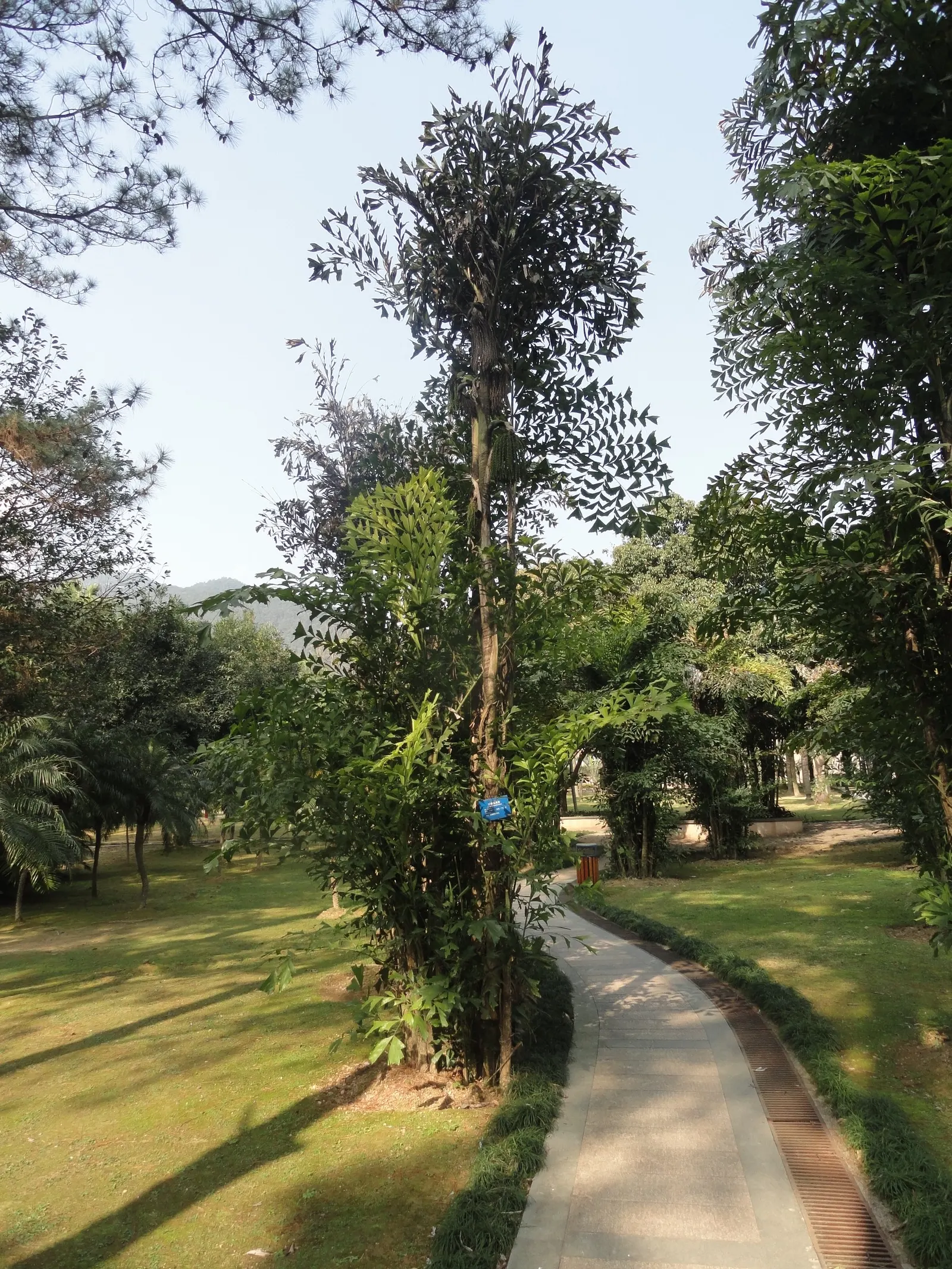 Clustering Fishtail Palm (Caryota Mitis) — and it should be placed with consideration to reduce accidental contact with pets and children
