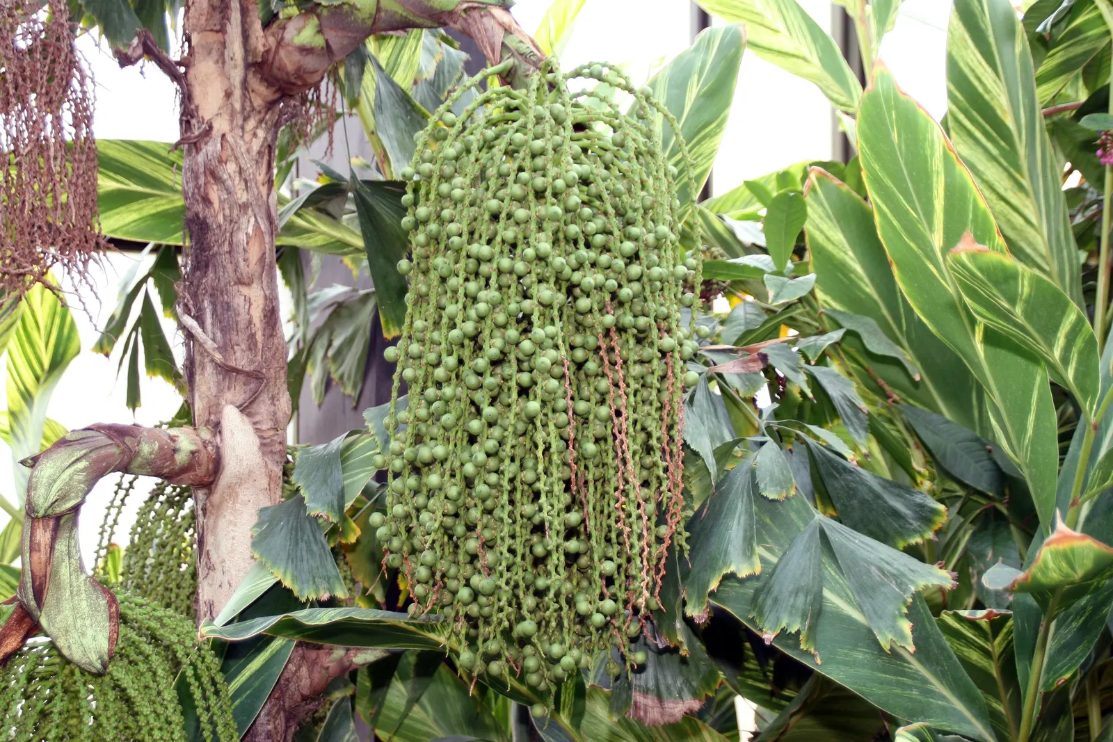 Clustering Fishtail Palm (Caryota Mitis) — indirect light or partial shade; rich loam with a slightly acidic to neutral pH
