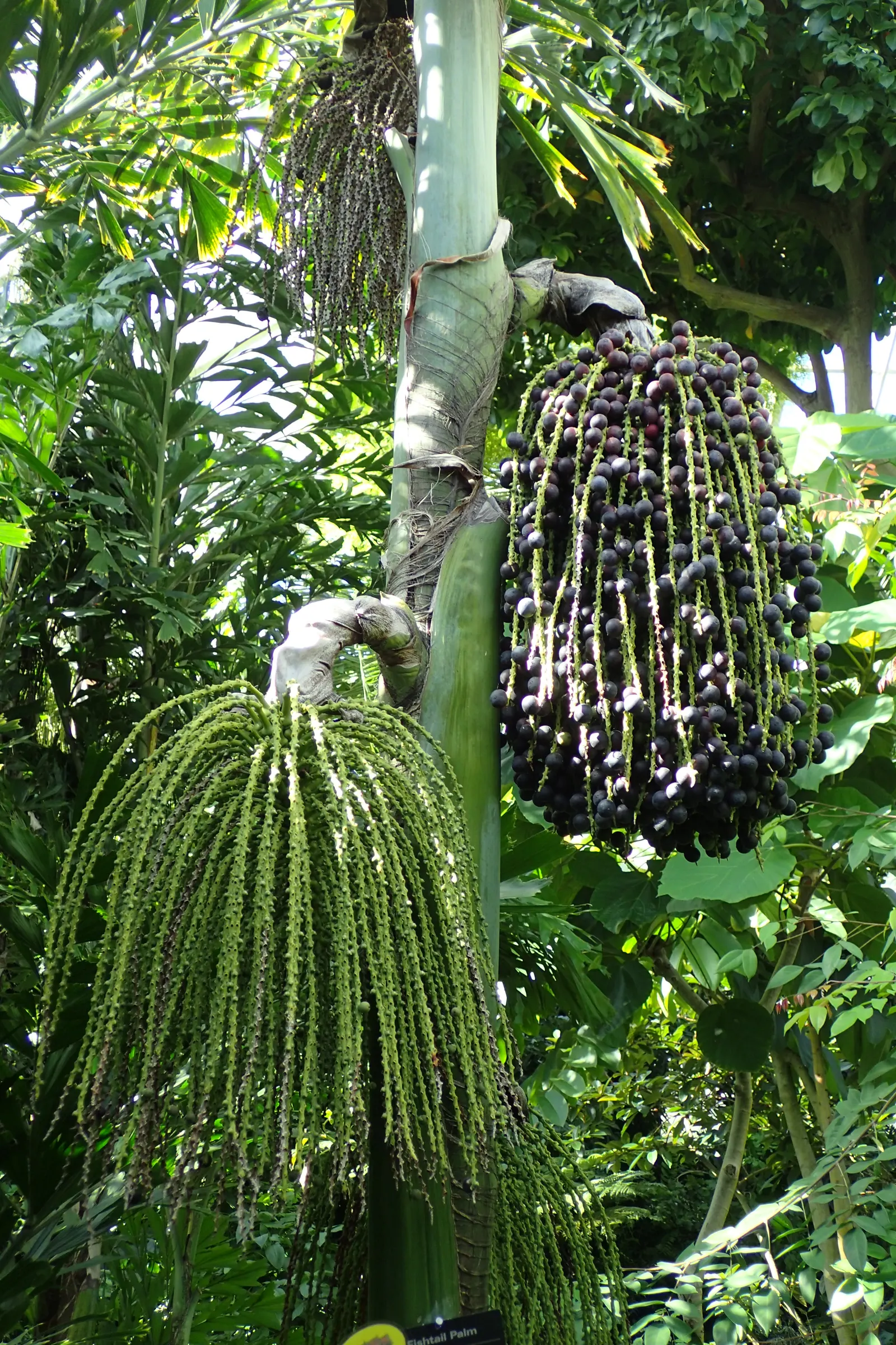 Clustering Fishtail Palm (Caryota Mitis) — Ideal for USDA zones 10-12, it prefers partial shade and moist, well-drained soil