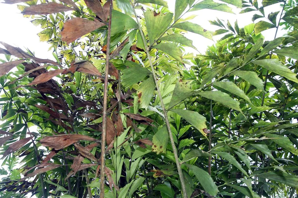 Clustering Fishtail Palm (Caryota Mitis) — purple flowers in the garden