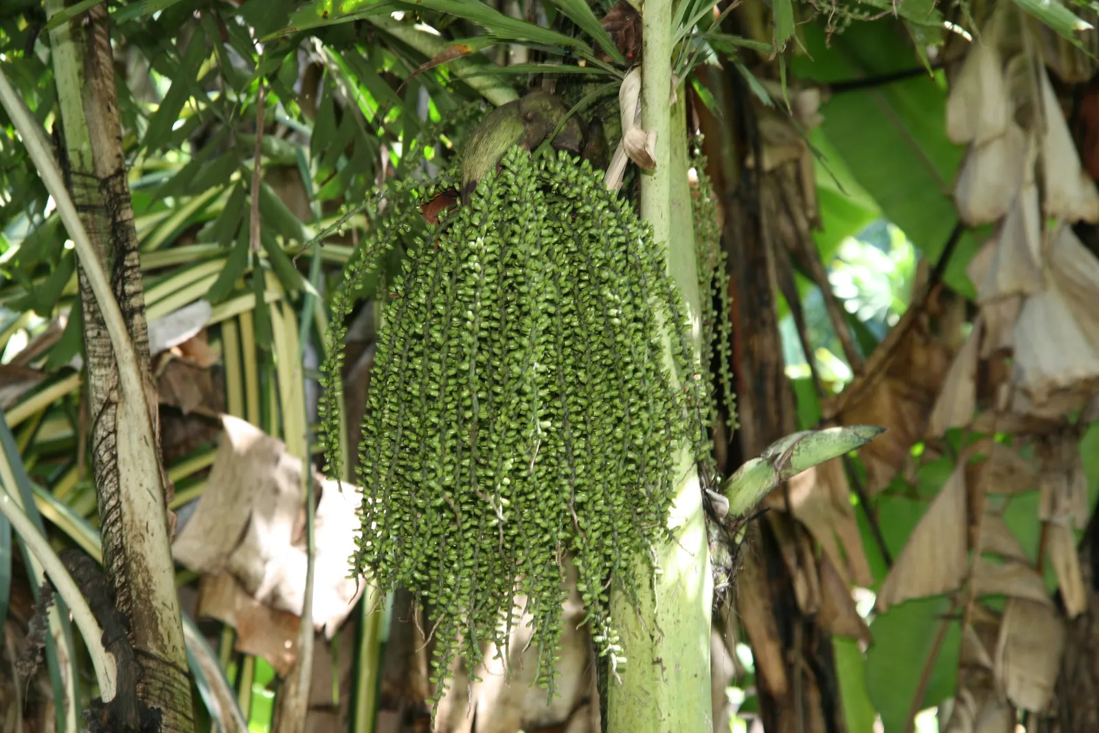 Clustering Fishtail Palm (Caryota Mitis) — This palm's multi-stemmed clumping habit makes it a dramatic feature in any landscape; rich loam with a slightly